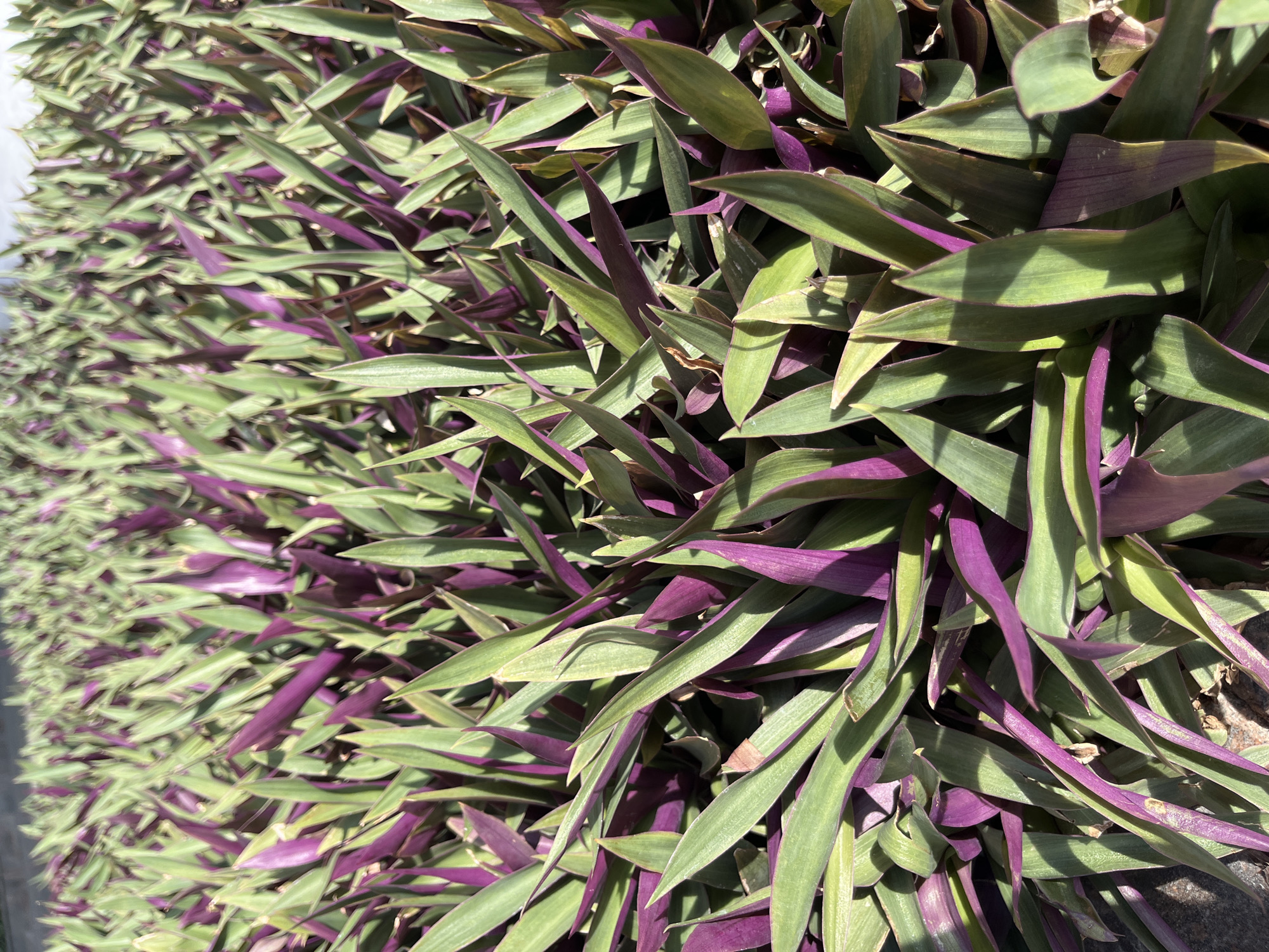 The image displays a dense cultivation of *Tradescantia spathacea*, commonly known as boat lily or Moses-in-the-cradle, forming a uniform ground cover. The foliage consists of numerous elongated, lanceolate leaves, typically green on their upper surface and a distinct deep purple or magenta on the underside. Many leaves are oriented to reveal both colorations simultaneously. Direct sunlight illuminates the scene, casting sharp shadows among the tightly packed leaves, indicating depth and texture. The planting extends beyond the immediate foreground into a progressively blurred background. No individuals, animals, or man-made structures are visible within the frame. This scene is located in Bac Nha Trang Ward, Vietnam.