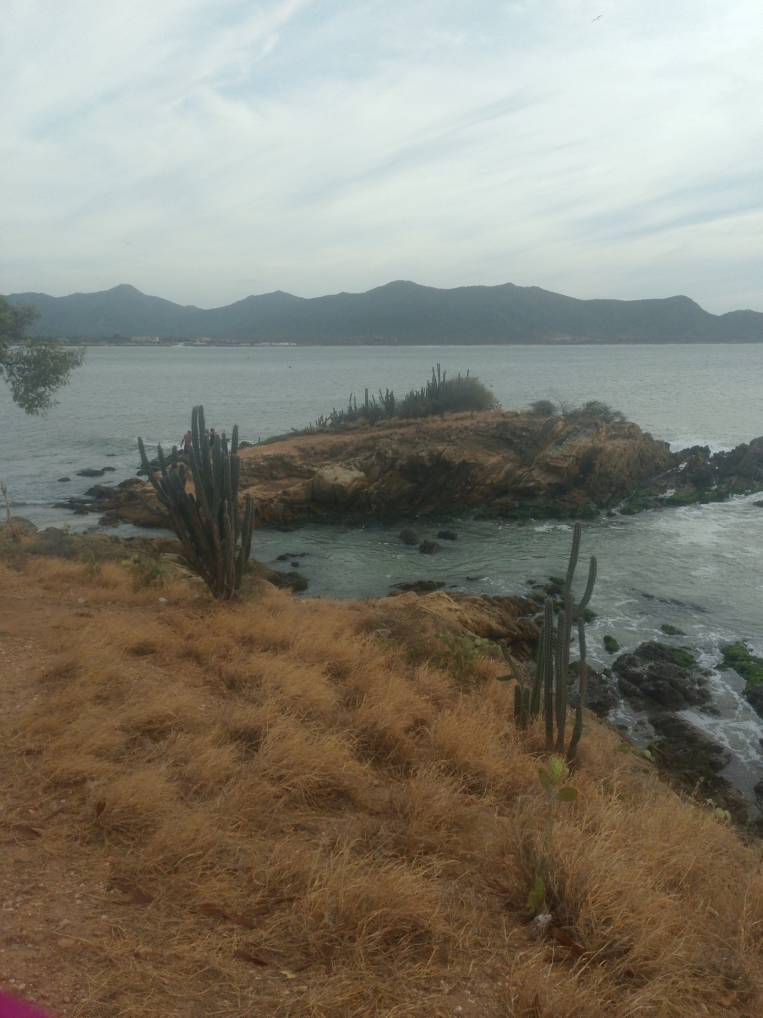 The image shows a coastal landscape in Juan Griego, Venezuela. In the foreground, there is dry, brown grass covering the ground. Several cacti are sparsely distributed in the grass, including a large group on the left.
Beyond the grassy area, a rocky outcropping extends into the sea. The rocks are brown and some are covered in green algae where they meet the water. Waves gently lap against the rocks. The water appears calm.
In the background, a coastline with rolling hills is visible under an overcast sky. The sky is grey and cloudy.