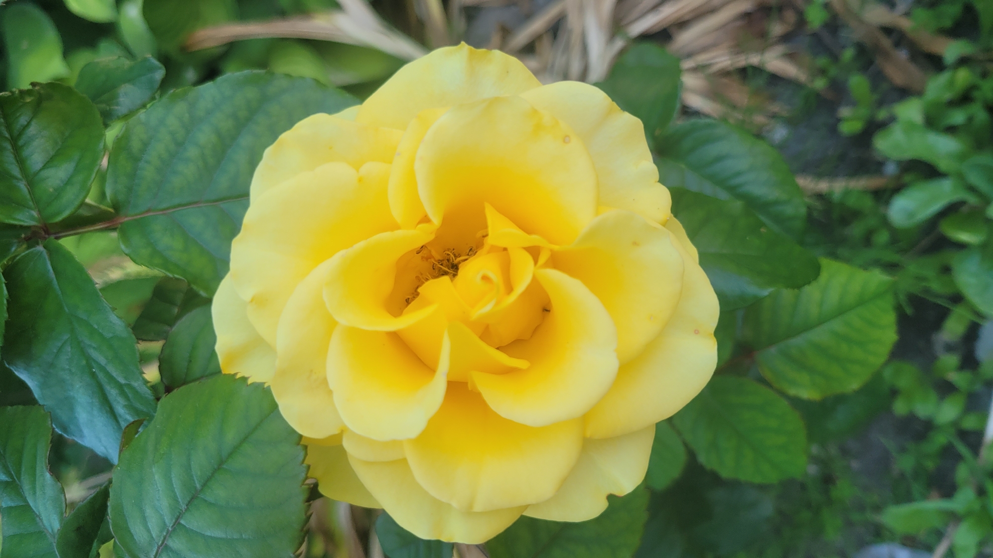 A close-up, eye-level shot features a vibrant yellow rose in full bloom, its petals unfurling in a spiral pattern. The rose is the clear focal point, with its bright color contrasting against the darker green leaves surrounding it. The background is a blur of green foliage and some dry, straw-like material, suggesting an outdoor setting, possibly a garden or natural environment. The lighting appears to be natural daylight, illuminating the rose and highlighting the texture of its petals and the veins on the leaves. There are no people visible in the image, and no text is present. The image captures a moment of natural beauty, focusing on the intricate details of the rose's form and color.