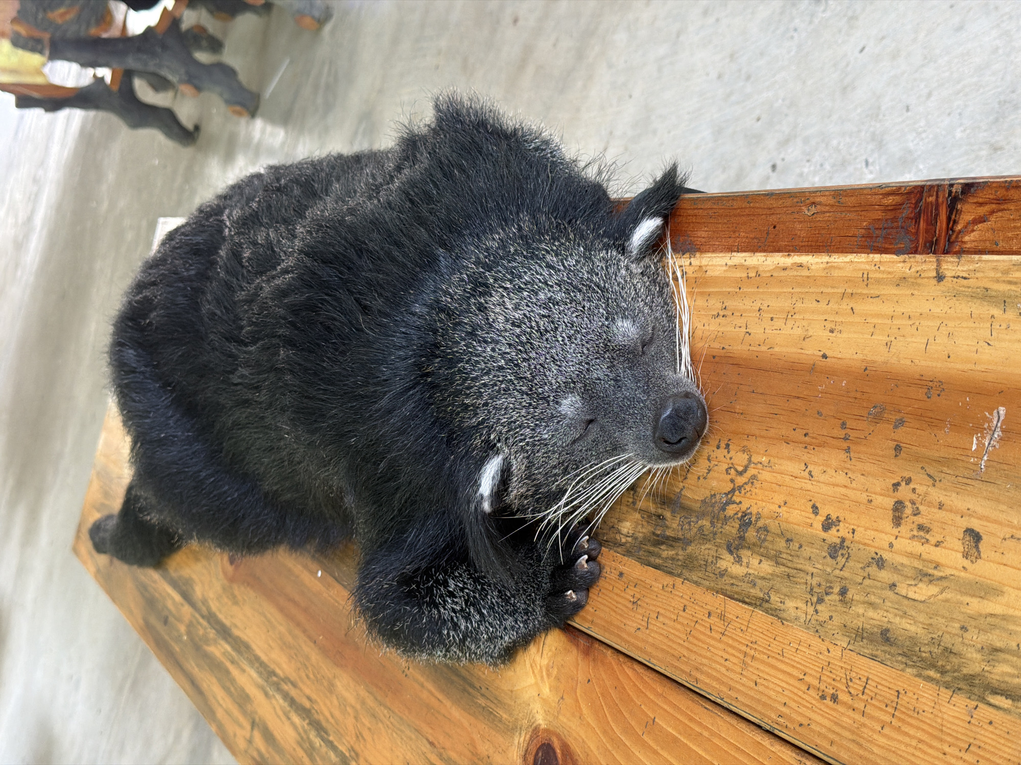 A binturong, a medium-sized mammal with coarse, black fur and a long, prehensile tail, sleeps on a weathered wooden table. Its eyes are closed, and its long, white whiskers fan out from its muzzle. The table is made of planks with a warm, orange-brown hue and shows signs of wear, including scratches and dark stains. The background is out of focus, but appears to be a concrete floor with some darker, possibly metal, table legs visible. The scene is likely outdoors, given the natural lighting and the casual setting. The specific location in Định An, Vietnam, cannot be determined from the image alone.
