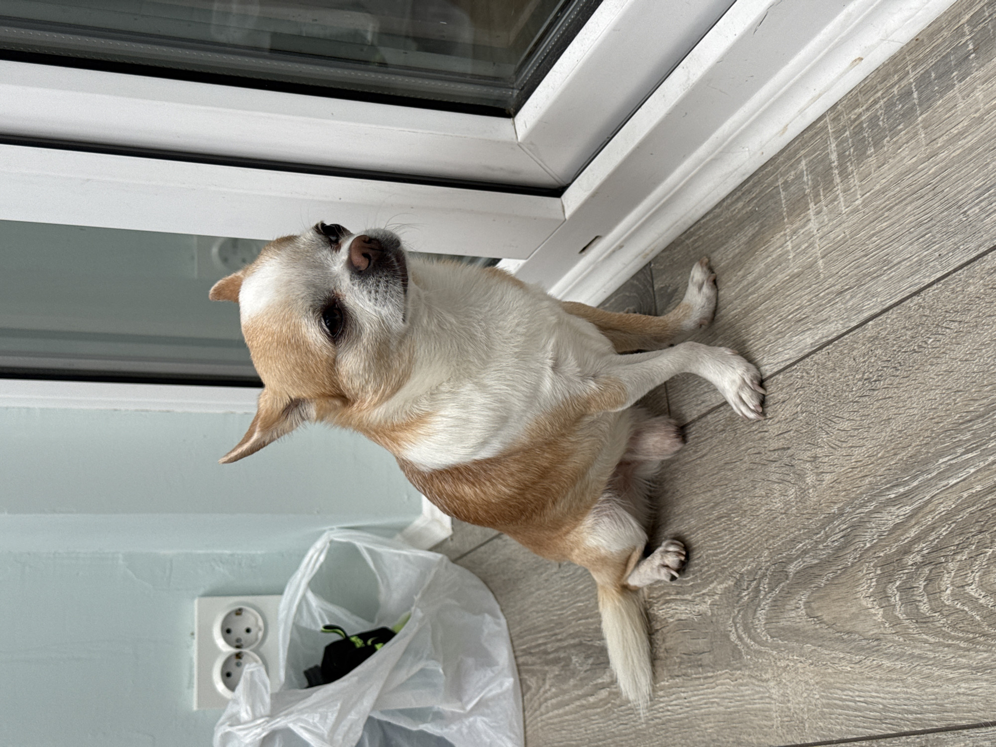 A small, tan and white chihuahua is sitting on a gray, wood-look floor. The dog is looking upwards. A white plastic bag containing a black object sits to the dog's left. A wall painted light blue is visible behind the bag, featuring a white electrical outlet. The room appears to be inside a building. The scene is likely not in the city of Rostov-on-Don, Russia.