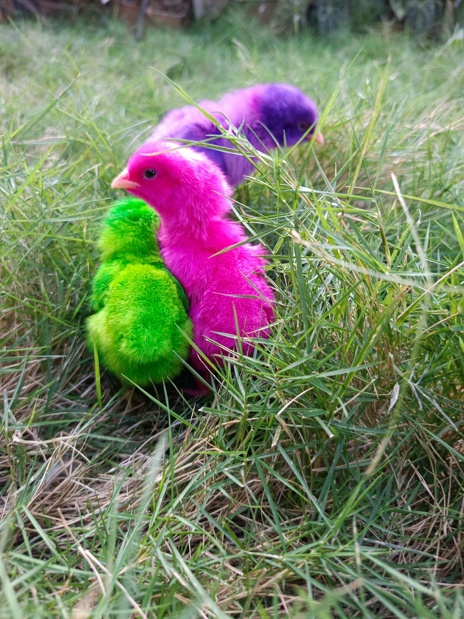 In a grassy area, three chicks are visible. One chick, bright pink, faces left and is positioned in front of a green chick. The green chick faces away from the viewer, partially obscured by the pink chick. Behind them, a purple chick faces right, with its back to the viewer. The chicks are on a patch of grass with dried leaves visible underneath. The background is blurred green foliage, suggesting an outdoor environment in the vicinity of Segawe, Indonesia.