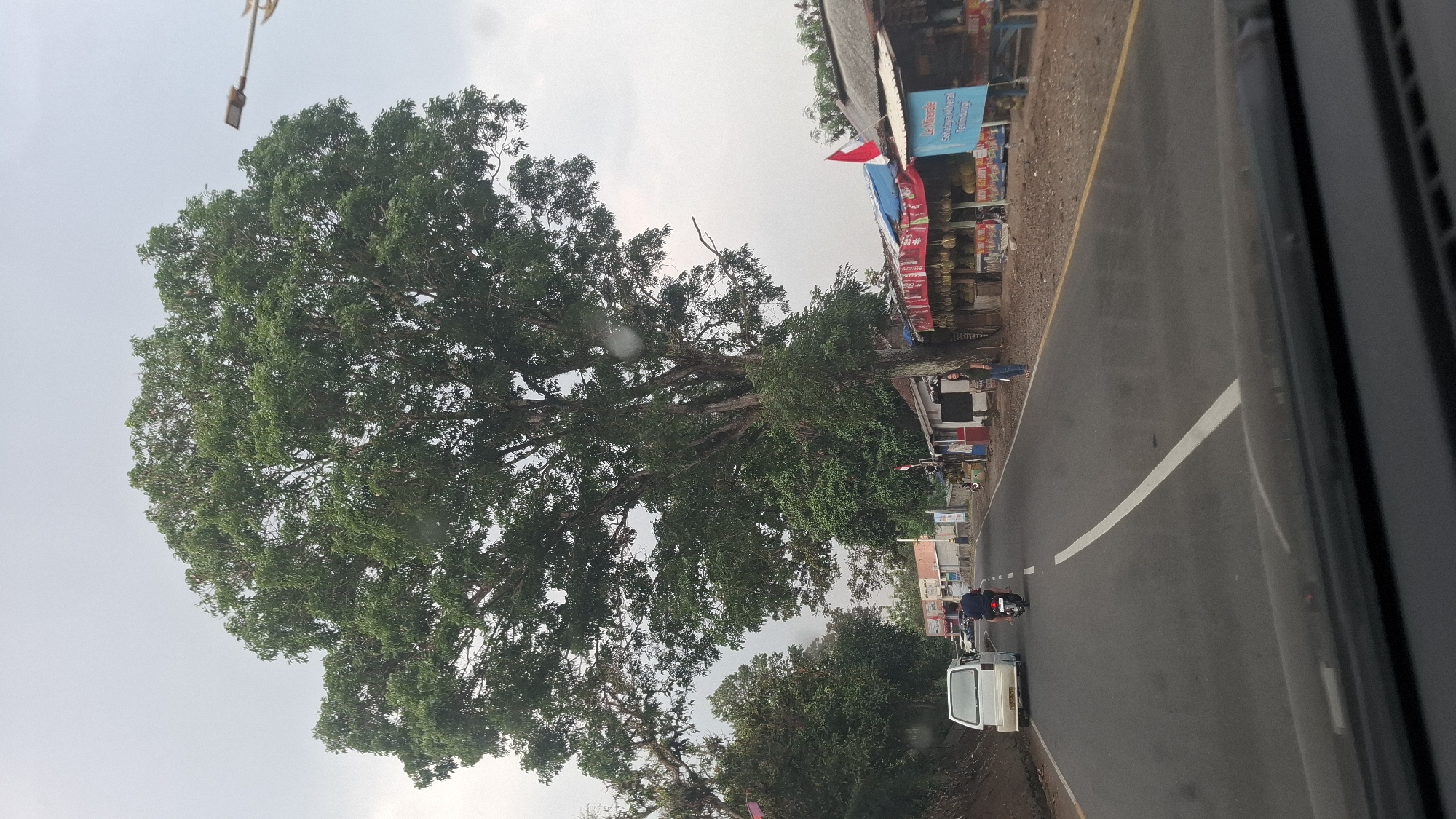 A wide, mature tree with a dense canopy of green leaves dominates the center of the frame, casting a partial shadow over the asphalt road that curves to the left. The tree's thick trunk is positioned to the right of the road. Along the right side of the road, several small, open-air stalls with red and blue awnings are set up. These stalls display a large quantity of durian fruits. Two individuals are visible near the stalls: one woman stands on the right edge of the frame, and another person, likely a vendor, is partially obscured by a stall. A white van is traveling on the left side of the road, and a motorcycle with two occupants is ahead of it. The sky is overcast and appears to be gray. A street lamp extends from the upper right corner of the image. The scene is set in a rural or roadside area, identified as Cilaku, Indonesia.