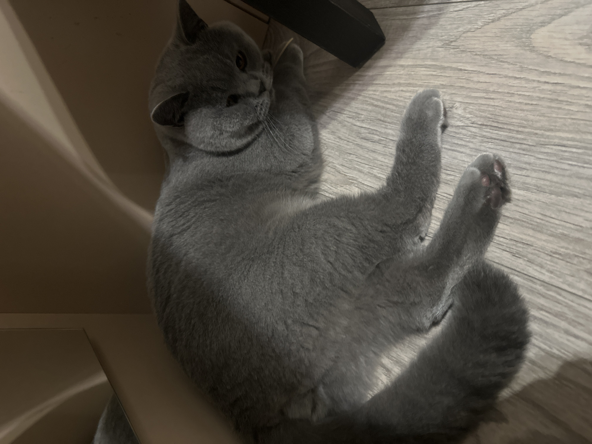 A British Shorthair cat with grey fur is lying on a light-colored wooden floor. The cat is positioned on its right side, with its front paws tucked underneath its body. Its head is turned towards the right, and its eyes are partially closed. The background is dimly lit and appears to be an indoor setting, with hints of furniture or walls. A reflection of the cat and the environment is visible on a mirrored surface to the left of the frame. A black object, possibly a piece of furniture leg, is visible in the bottom right corner. The lighting suggests it is likely indoors, possibly in a home.