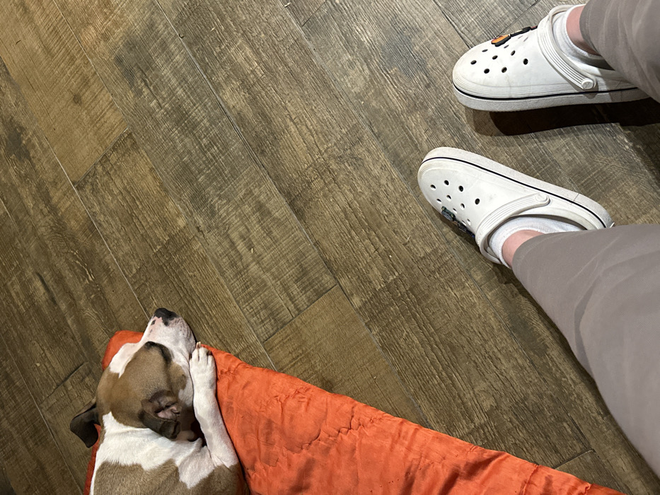 An indoor scene is depicted within a residence in Базарово, Russia. A brown and white short-haired dog, possibly of a terrier type, lies asleep or resting on an orange, textured mat or folded sleeping bag positioned in the upper left portion of the image. Its head is resting on its front paws, and its eyes are closed. In the lower right of the frame, the lower legs and feet of a person are visible. The person is wearing light tan trousers, white ankle socks, and white Crocs-style clogs. The left clog has a gray charm inserted, and the right clog features a black and orange butterfly-shaped charm. Both the dog and the person's feet are situated on a light brown, wood-effect floor composed of planks oriented diagonally across the frame.