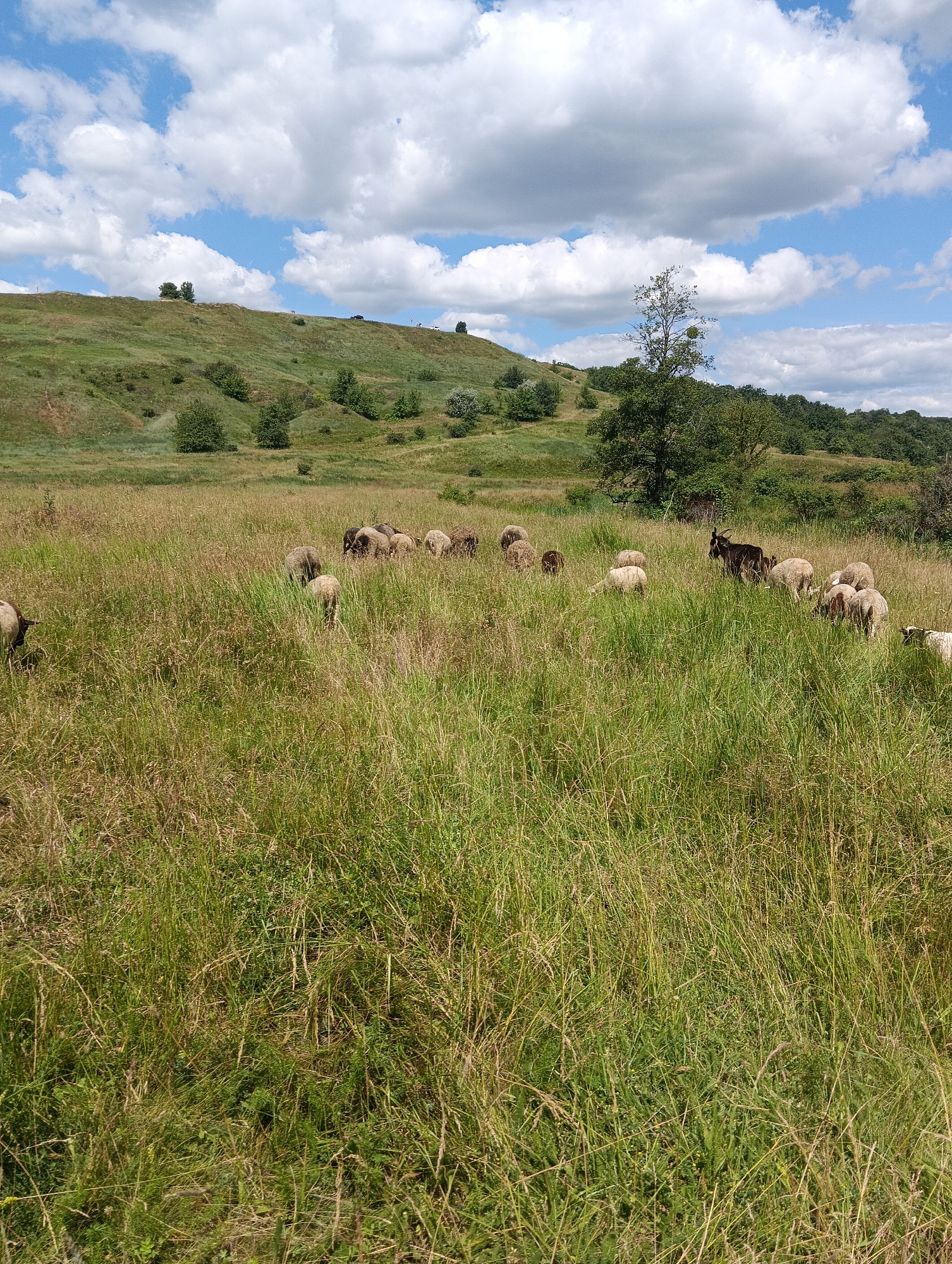A flock of sheep grazes in a grassy field on a partly cloudy day. The field is a mix of green and brown grasses, with some taller stalks and wildflowers visible. In the background, a rolling green hill is covered in grass and scattered trees. The sky above is a vibrant blue with fluffy white clouds. A dark-colored goat stands among the sheep, adding a contrast to the scene. There are no discernible human figures present in the image.