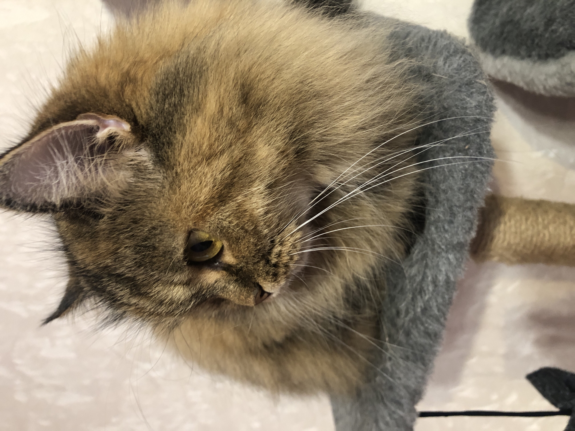 A medium shot captures a long-haired tabby cat perched on a gray perch, its gaze directed to the left. The cat's fur is a mix of brown, black, and tan, with prominent white whiskers. Its ears are pointed, and its eyes are a golden yellow. The perch is covered in gray fabric and appears to be part of a cat tree, with a beige, textured post visible below. The background is a light-colored, textured wall.