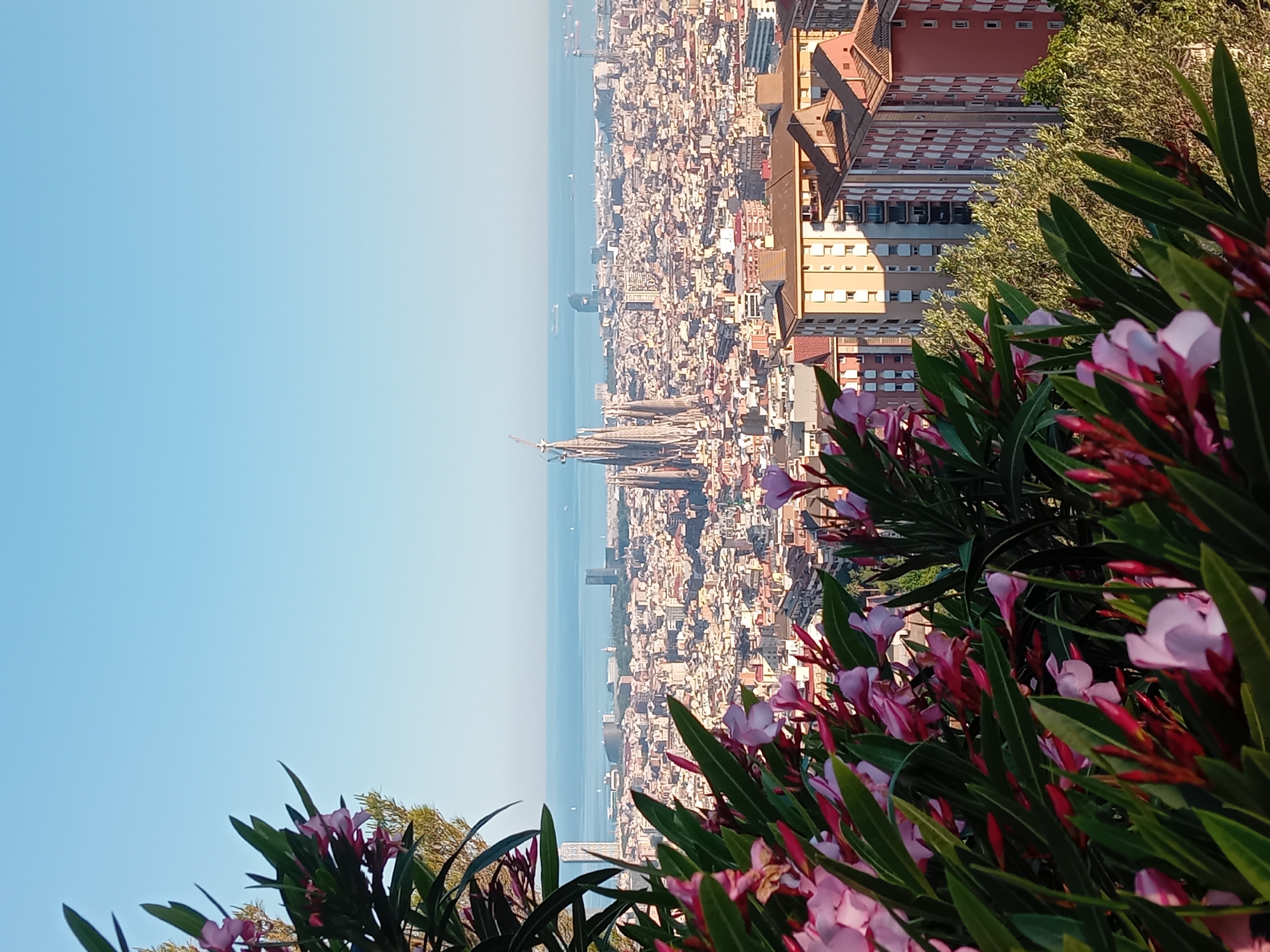This is an elevated view of Barcelona, Spain, looking towards the Mediterranean Sea. The Sagrada Familia basilica is prominent in the cityscape. The foreground features pink oleander flowers in bloom, likely growing on a slope or hillside. The city is densely built with buildings of varying heights. The sky is light blue, suggesting a clear day.