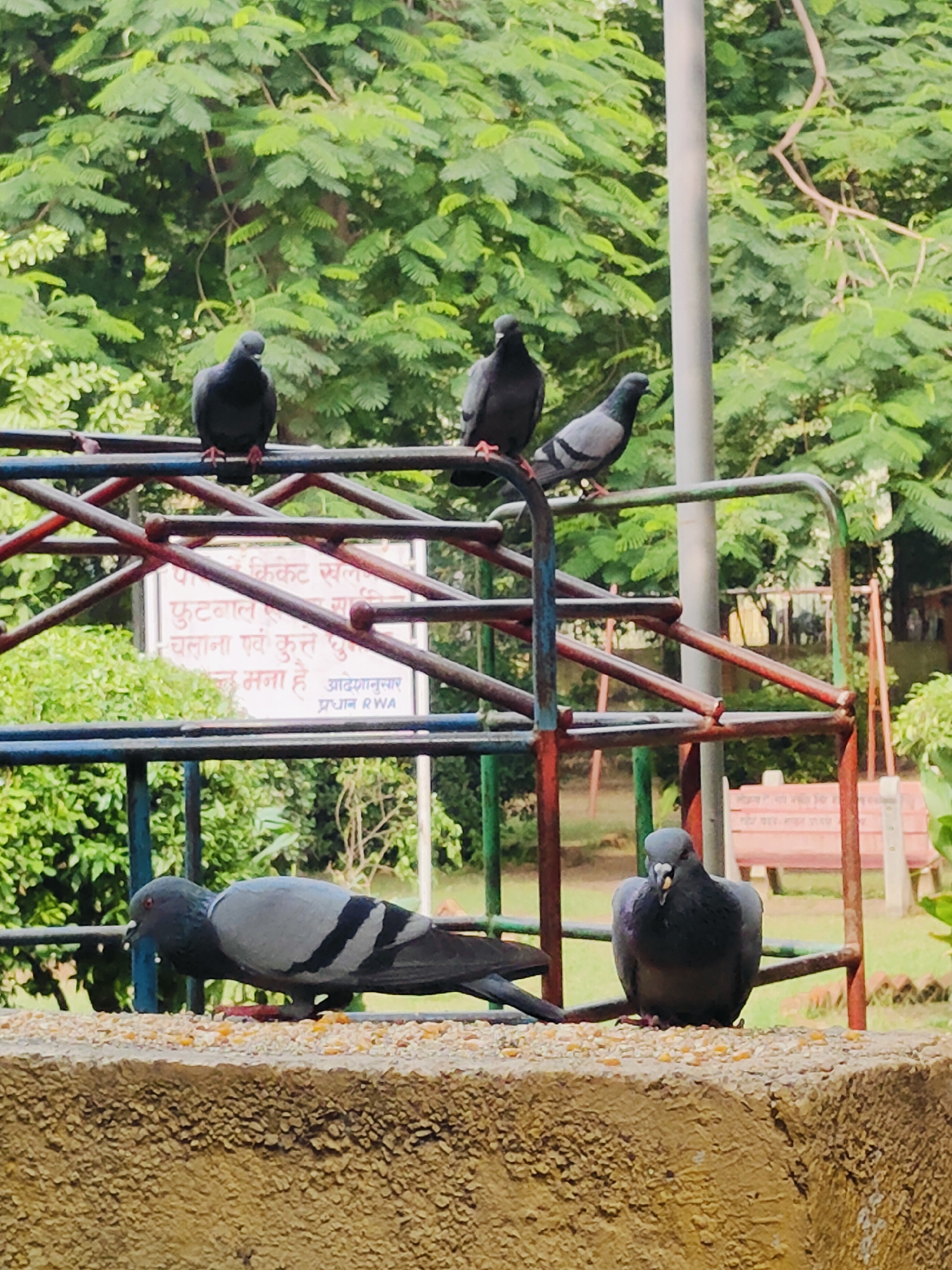 In Gurgaon, India, a park scene unfolds with several pigeons as the primary subjects. Three pigeons are perched on a metal structure, likely part of a playground, with lush green trees forming a dense backdrop. One pigeon, distinctly gray with black markings on its wings, is actively pecking at scattered grains on a textured concrete ledge in the foreground. Another pigeon, dark gray and facing the viewer, sits on the same ledge, also near the grains. In the background, a pink bench and more trees are visible, suggesting a public recreational space. The overall environment is outdoor and appears to be a well-maintained park.