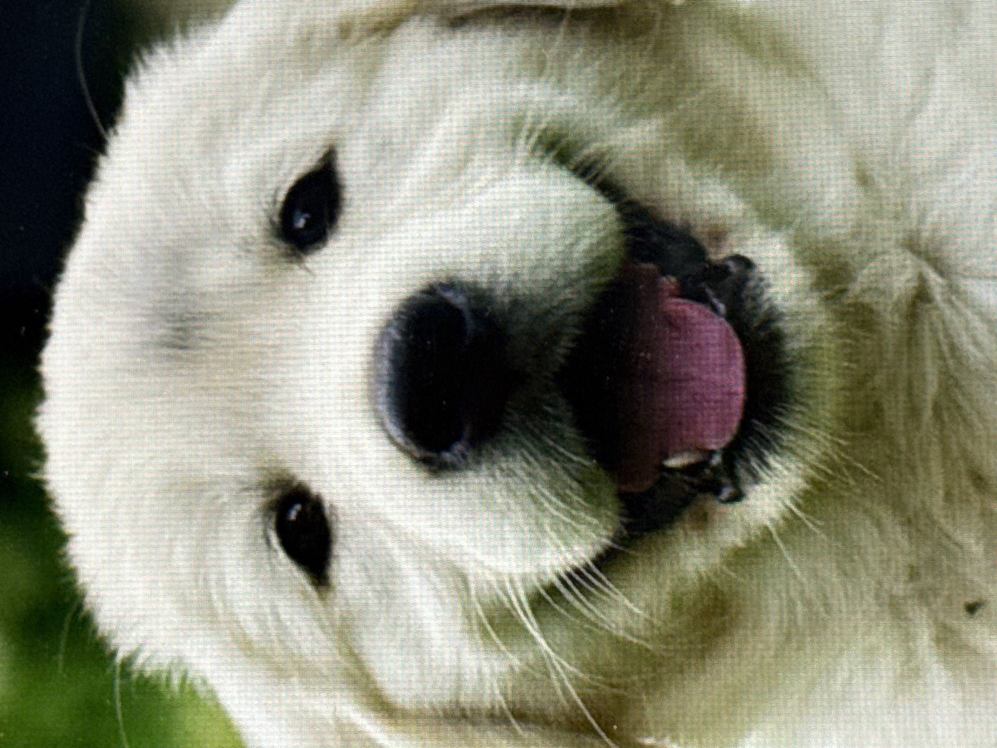 The image shows a close-up of a dog's face. The dog has white fur, dark eyes, and a black nose. Its mouth is open, revealing a pink tongue. The background is out of focus, with green and dark colors suggesting vegetation. The location is not depicted in the image.