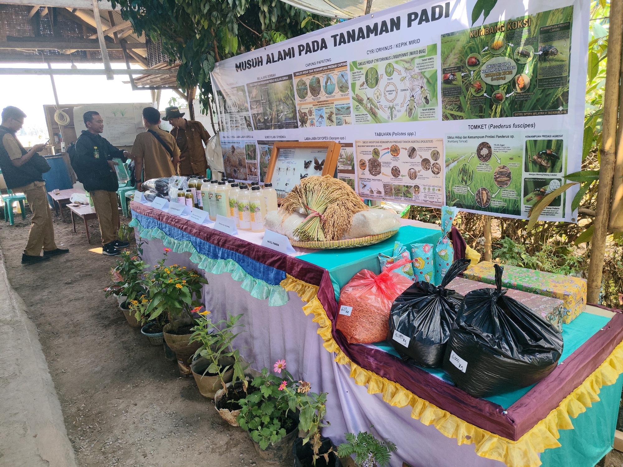 The image depicts an outdoor exhibition or market stall set up under a rustic shelter in Karyamukti, Indonesia. A long, decorated table displays various agricultural products and informational posters. On the table, there are rows of bottled liquids, likely related to farming or agriculture, and a basket filled with rice stalks. Two large black plastic bags, one labeled "5,385 kg" and another "6,000 kg," and a red plastic bag are placed on the table, suggesting agricultural produce or supplies. Several gift-wrapped boxes are also visible.
In the foreground, potted plants with colorful flowers are arranged along the front of the table. Behind the table, four men are present. Three of them are standing and conversing, while one is looking at his phone. They are dressed in casual attire and uniforms, possibly related to agricultural services or education. The background reveals a rural setting with trees and natural vegetation, characteristic of Karyamukti, Indonesia. The overall scene suggests an event focused on agricultural education or promotion, possibly a local farmer's market or a community outreach program.