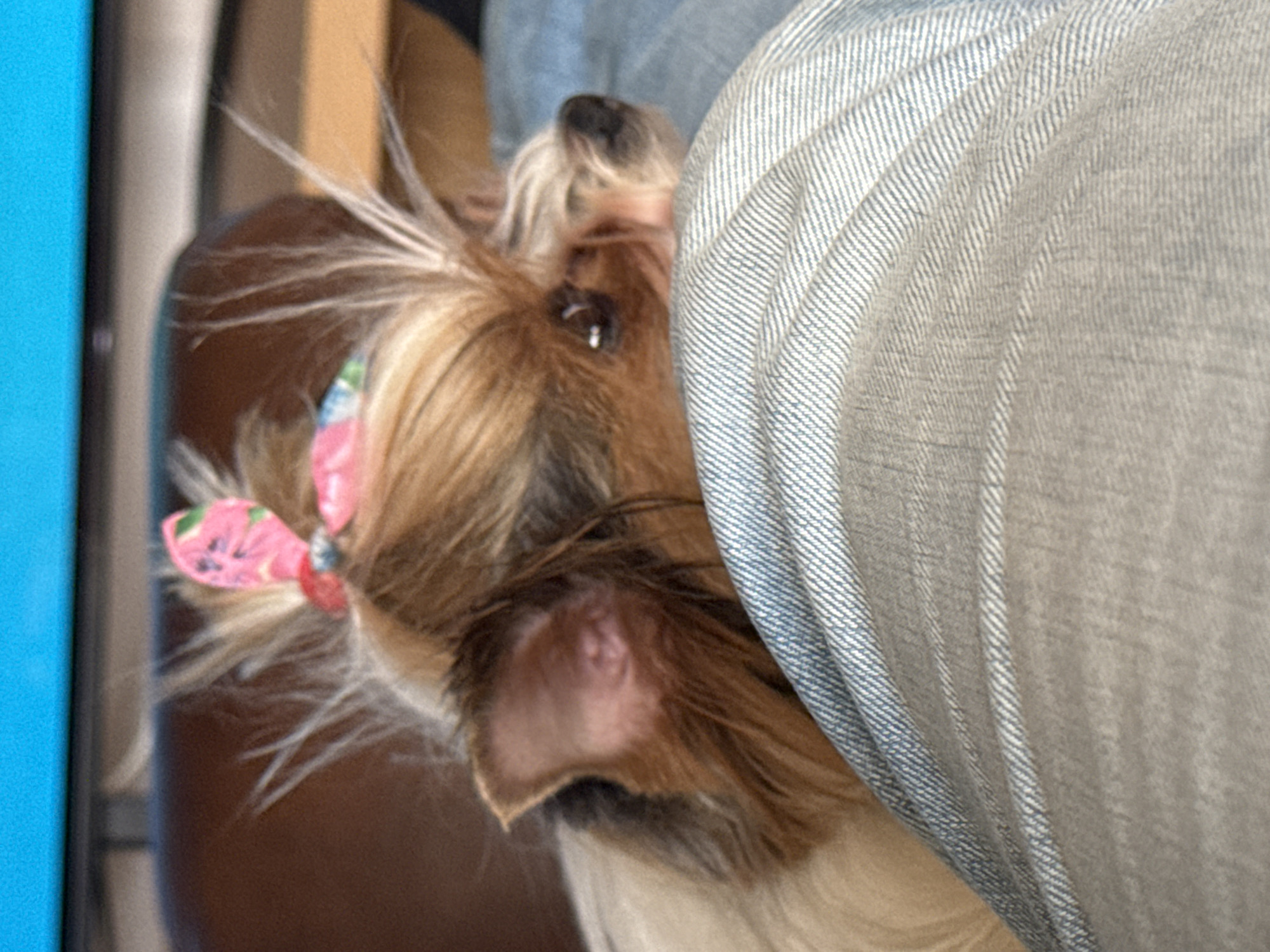 A close-up photograph shows a small, long-haired dog, likely a Yorkshire Terrier or similar breed, peering from behind a piece of denim clothing. The dog has a pink, patterned bow in its hair. The dog's head is angled slightly upwards. The denim garment is a light gray-blue color. The background includes a blue object on the left side of the image. The location is not ascertainable from the image, but the request includes Plovdiv, Bulgaria. No people are visible.