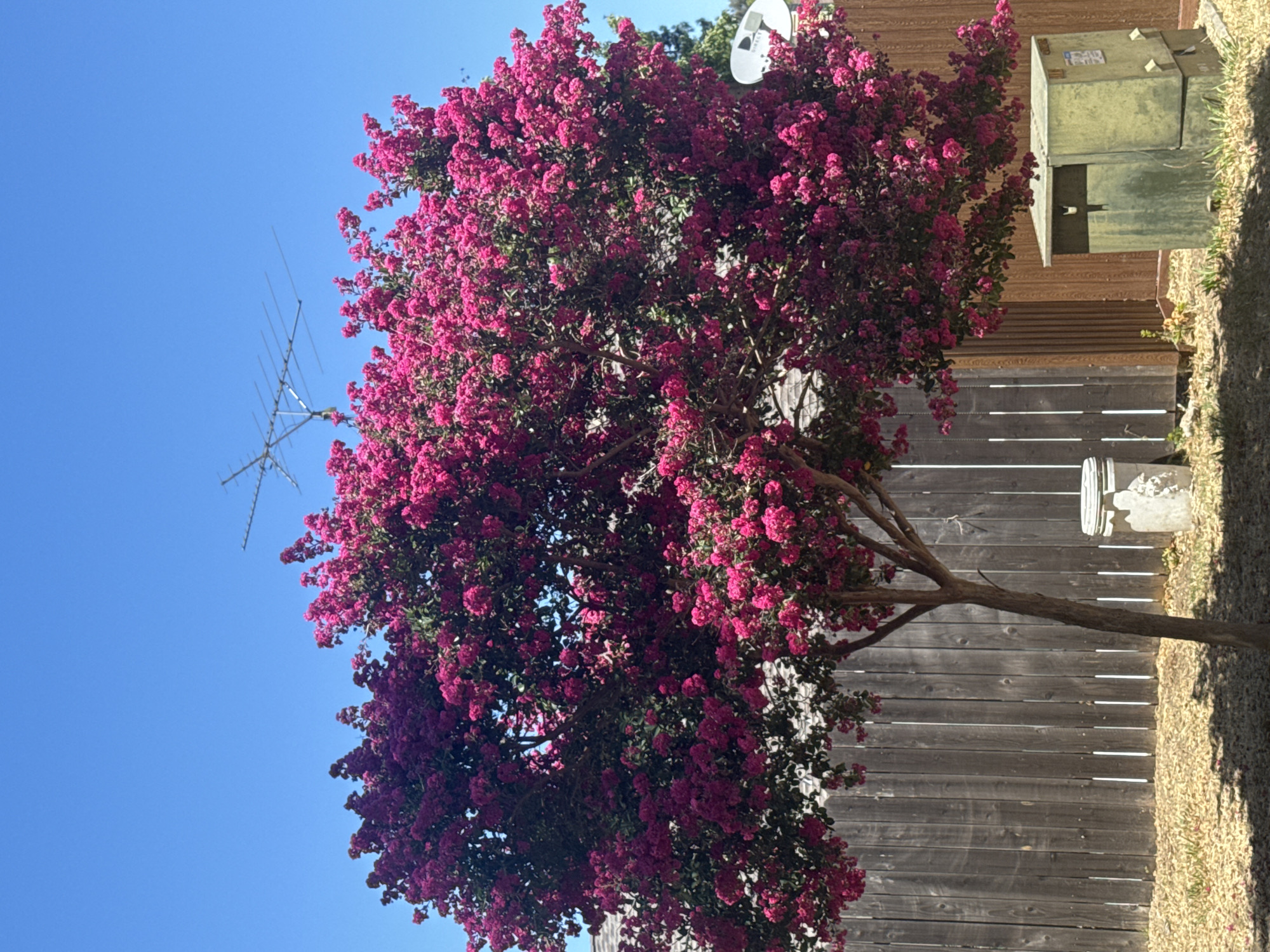 In Sacramento, California, on a clear, sunny day, a vibrant crape myrtle tree in full bloom with deep pink flowers dominates the frame. The tree is situated in a backyard, with a weathered wooden fence forming the backdrop. To the left, a gray trash bin stands near the fence, while to the right, a green electrical utility box is positioned on the ground. In the upper portion of the image, a television antenna is visible against the bright blue sky, and a satellite dish is attached to the fence on the right side. The ground is covered with gravel and scattered leaves, with shadows cast by the tree indicating midday sun. There are no people or animals present in the scene.