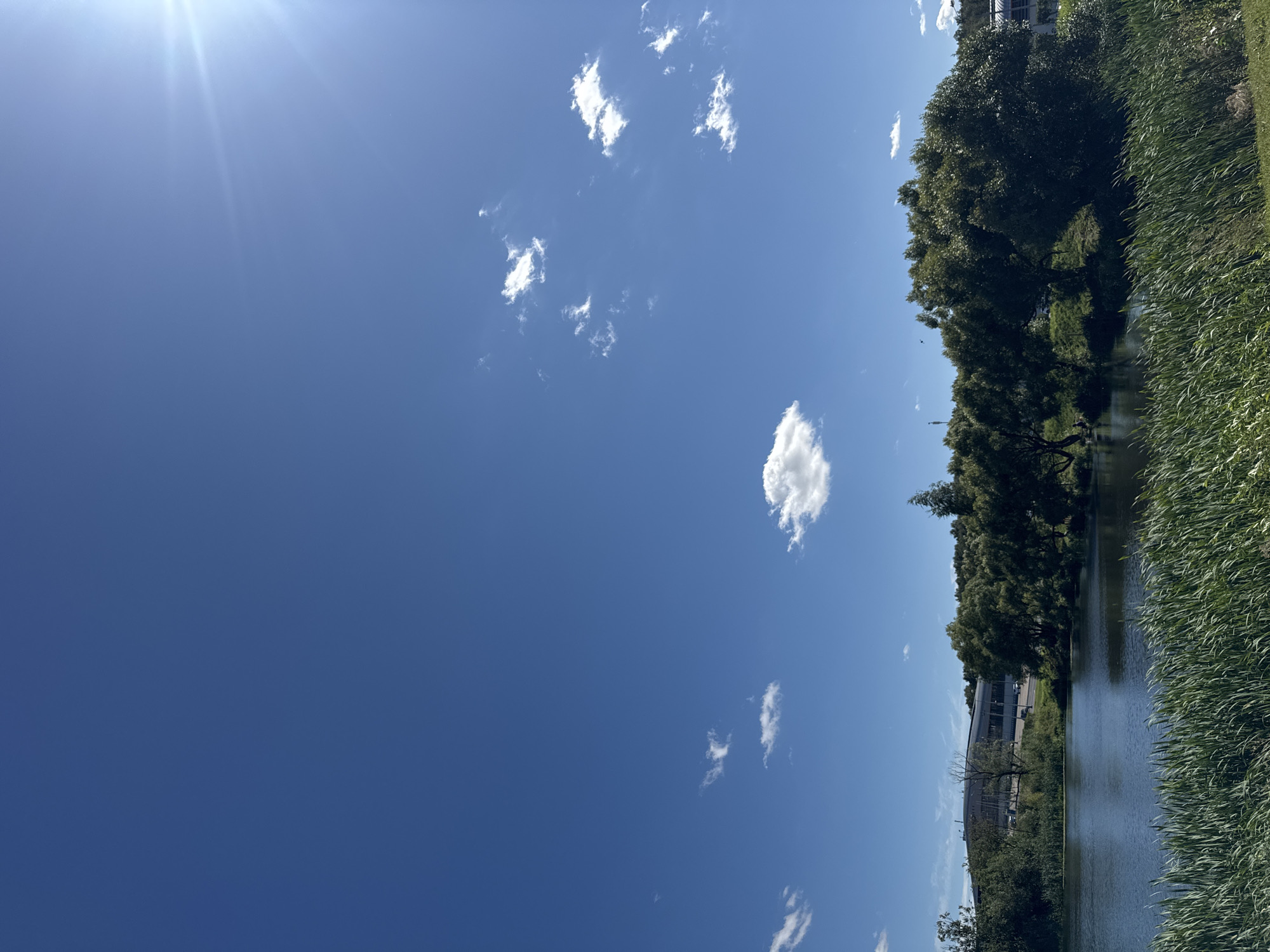 The image depicts a scenic view of a body of water in Kommunarka, Russia, on a clear, sunny day. The foreground is dominated by tall, green reeds lining the edge of the water. The water itself is dark and reflects the surrounding trees and sky. Beyond the water, a line of lush green trees stretches across the frame, with a modern, low-rise building visible in the distance, partially obscured by foliage. The sky is a vibrant blue with scattered white clouds, and the sun is visible in the upper right corner, casting a bright glare. There are no people visible in the image.