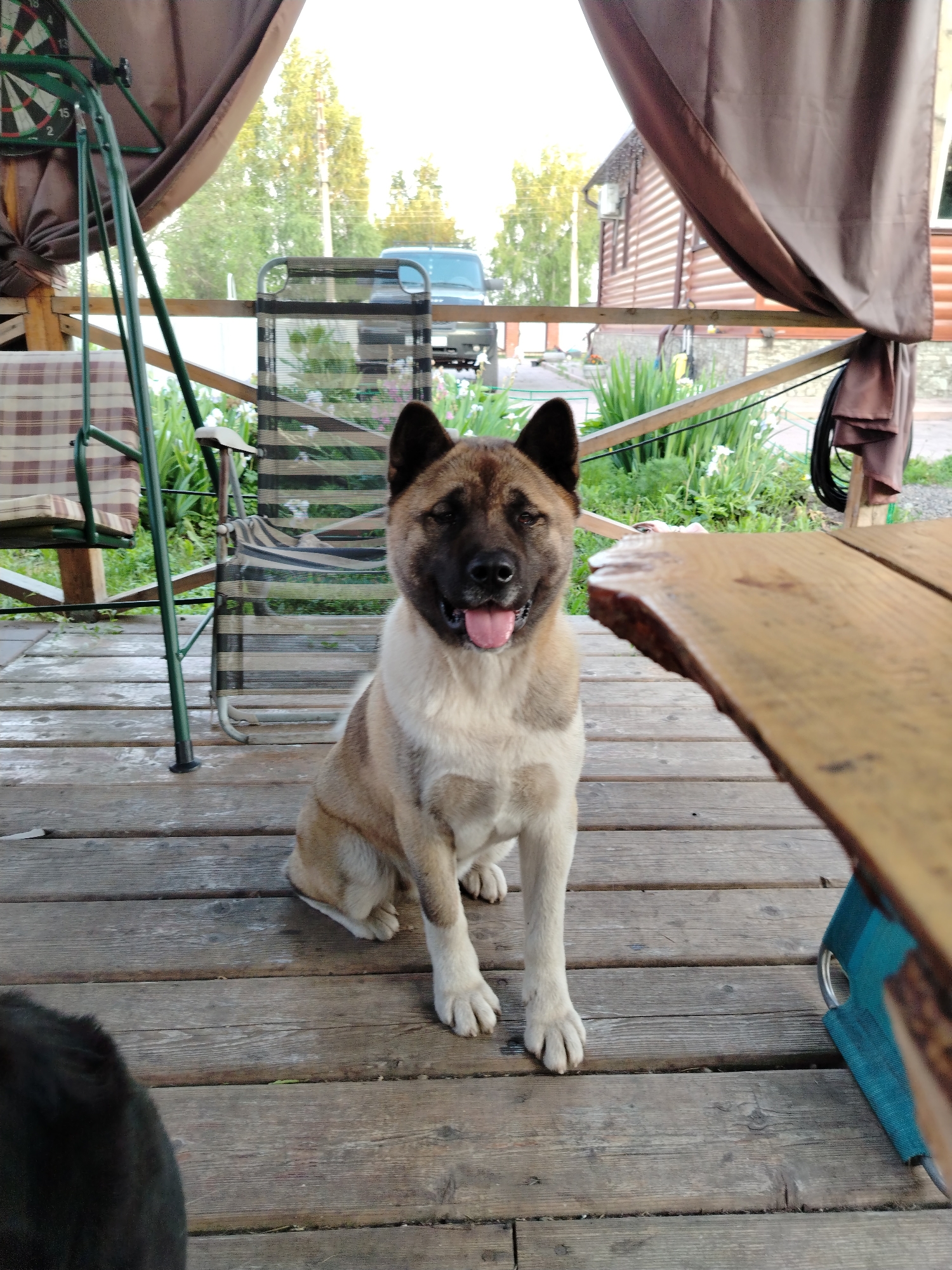 A medium-shot, outdoor photograph shows an American Akita dog sitting on a wooden porch. The dog is tan and white with a black muzzle and has its tongue hanging out. The dog is facing the camera and is positioned in the center of the frame. To the left of the dog is a striped chair and a hammock. To the right of the dog is a wooden table. In the background, there is a wooden house, some trees, and a blue van. The sky is overcast. The location is an outdoor recreational area, possibly a backyard or a dacha. This scene is consistent with a rural or suburban setting in Russia, such as the village of Rassvet, known for its dachas and natural surroundings.