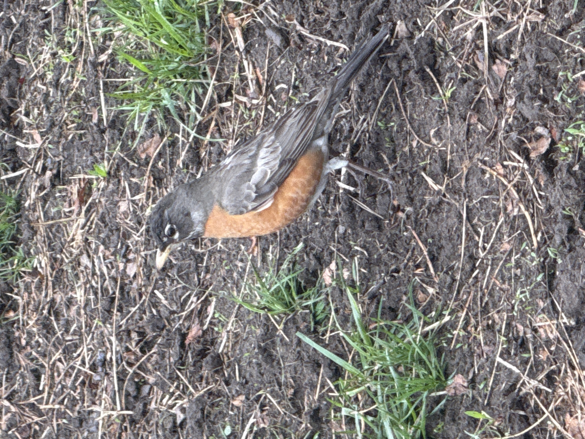 A robin is in a patch of dirt and sparse grass. The robin is facing left. The ground is dark brown with bits of dead grass and some green shoots. The setting appears to be a natural area within an urban environment. Since the location is New York City, United States of America, this could be in a park or other green space.