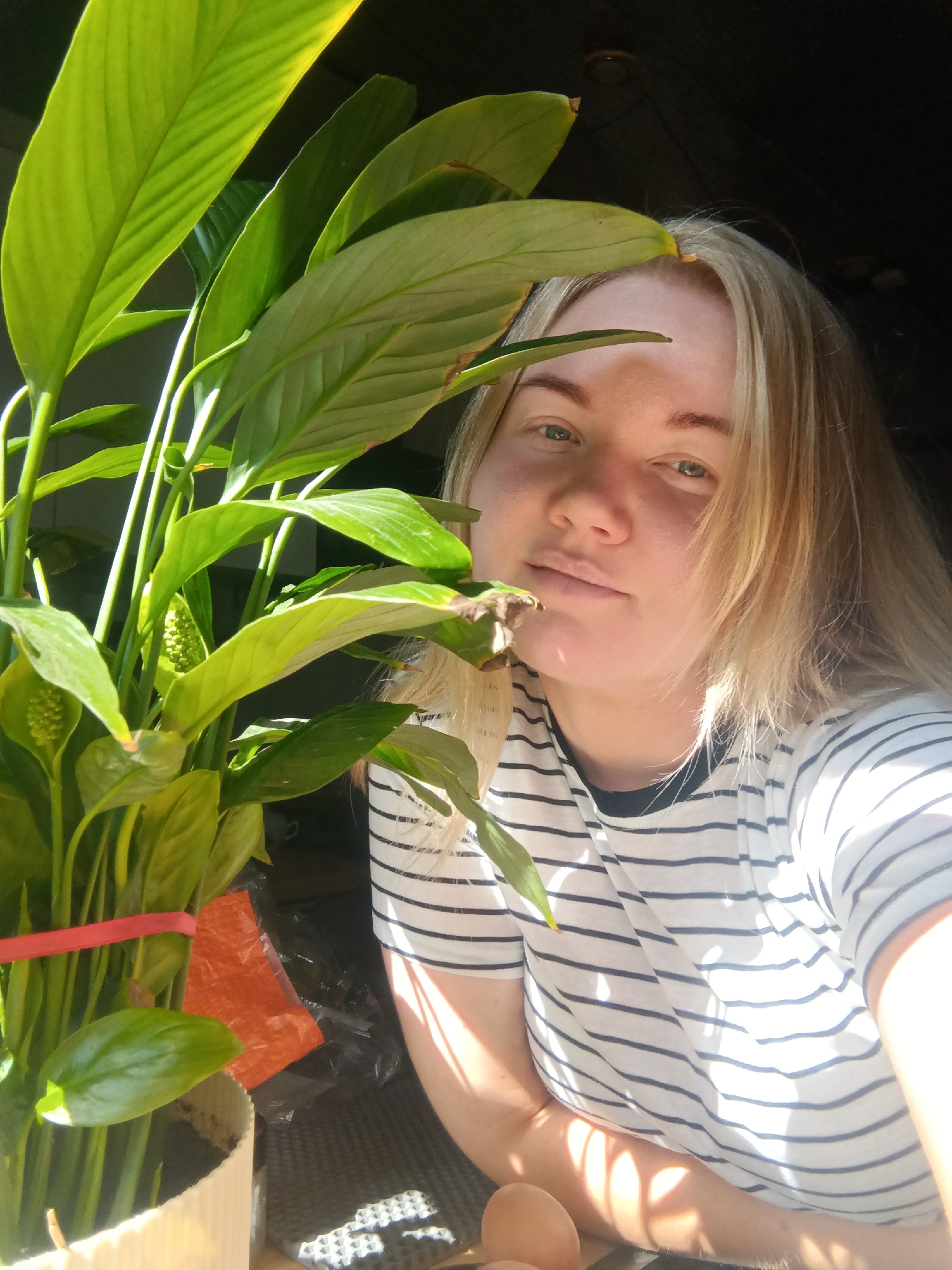 A young woman with blonde hair is partially obscured by a large potted plant with lush green leaves. She is wearing a striped t-shirt. The lighting suggests she is indoors, possibly near a window, with sunlight casting shadows. The background is dark and out of focus, with a hint of what appears to be a wooden ceiling or wall. There is a small orange tag tied to the plant with a red ribbon.