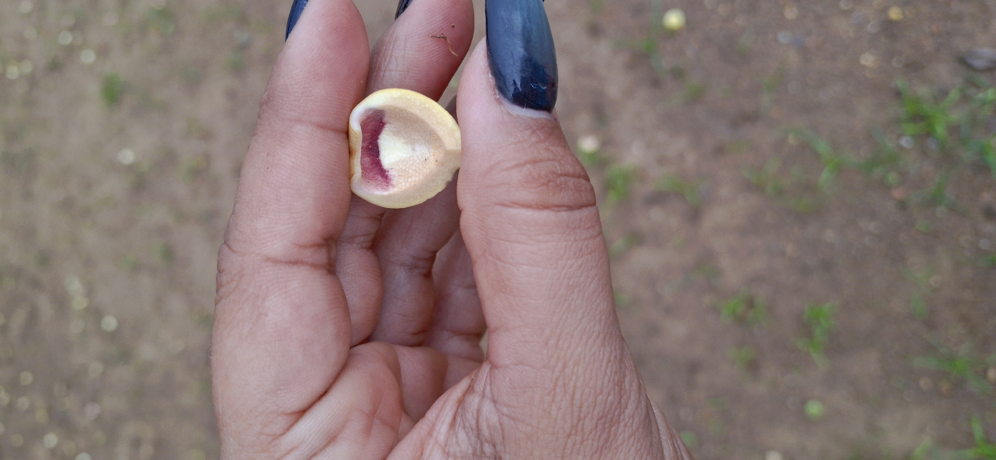 A hand with blue-black fingernails holds a small, off-white seed with a dark red-purple marking on one side. The background is blurred, showing patches of brown earth and scattered greenery. The location is not discernible as Vallecito, Venezuela from the provided image.