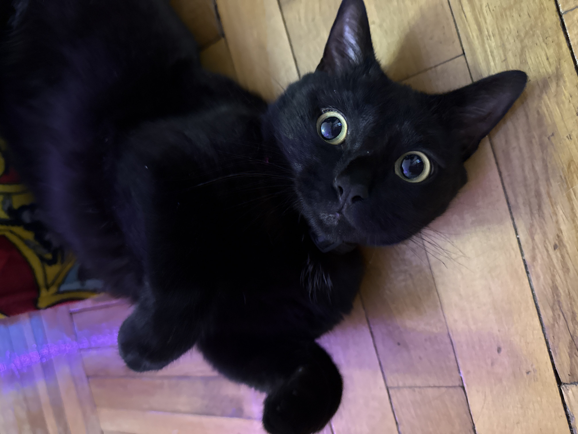 A black cat is lying on its back on a wooden floor, with its paws in the air. The cat has large, round, yellow eyes that are looking directly at the camera. There is a colorful blanket or fabric behind the cat, and some purple lighting is casting a glow on the scene. The image appears to be taken indoors, in what looks like a residential setting. There is no indication of the cat's location in Moscow, Russia.