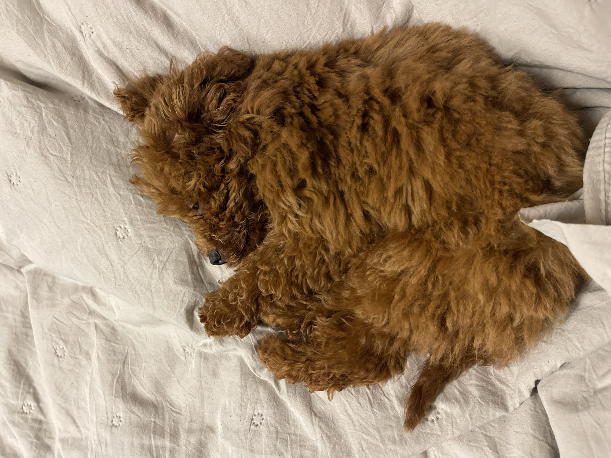 A brown poodle-type dog is curled up asleep on a white bedsheet. The dog is facing left, with its head nestled on the bedding. The room and city are unknown.