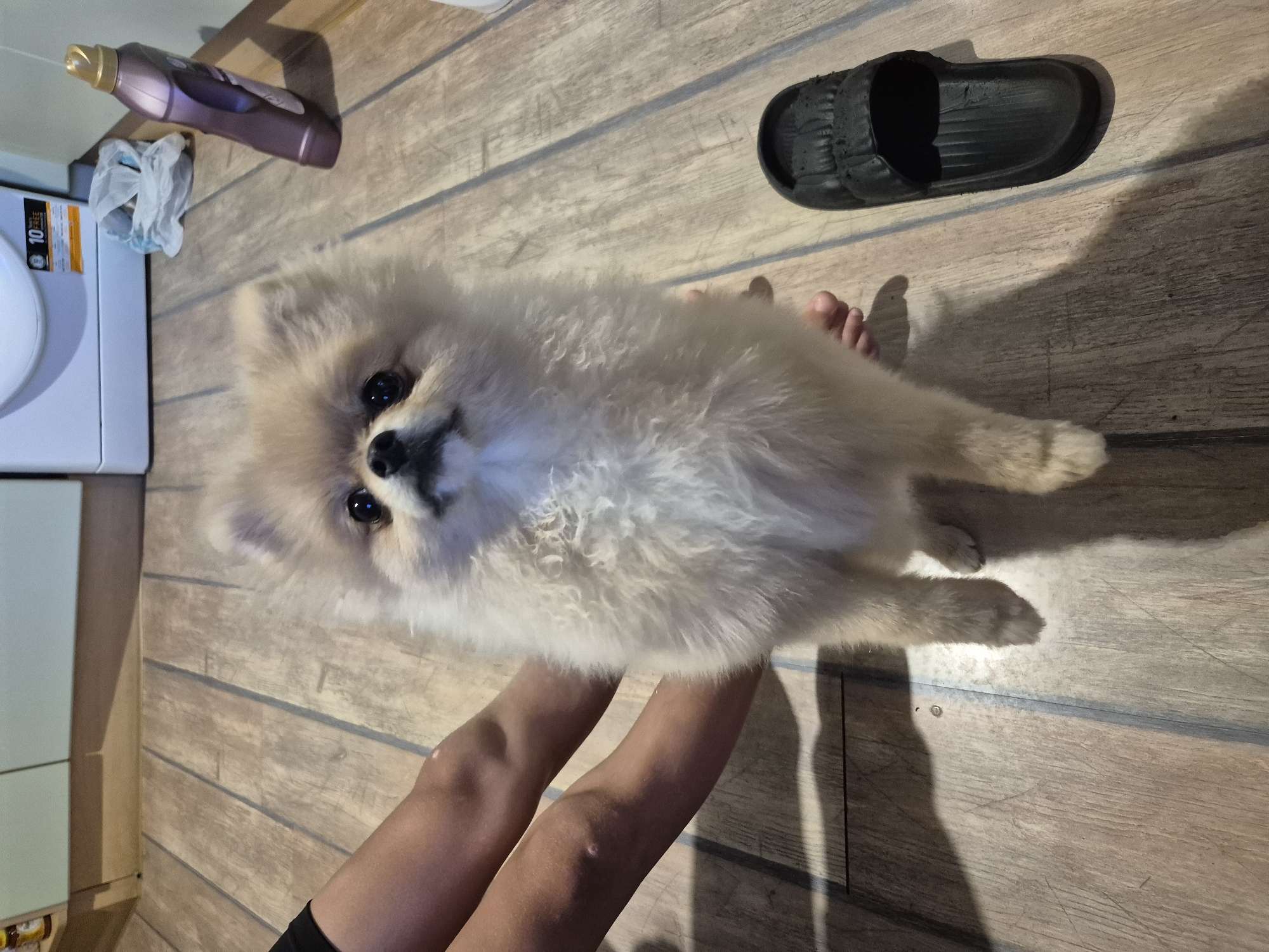 A cream-colored Pomeranian dog stands on a wooden floor in an indoor setting. The dog is facing the camera, with its front paws on the floor and its hindquarters slightly lifted, giving the impression it is looking up at someone. Its fur is fluffy and light brown, and it has dark, expressive eyes. To the left of the dog, a person's legs are visible, appearing to be seated. The legs are bare from the knees down, and there are a couple of small, light-colored marks on the skin, possibly scars or blemishes. To the right of the dog, a black slide sandal lies on the floor. In the background, a white washing machine is partially visible, along with a bottle of purple liquid, possibly detergent, and a crumpled plastic bag. The flooring is made of light-colored wooden planks, and shadows are cast on the floor, suggesting the presence of a light source from the side. The scene appears to be a domestic environment, possibly a kitchen or laundry area.