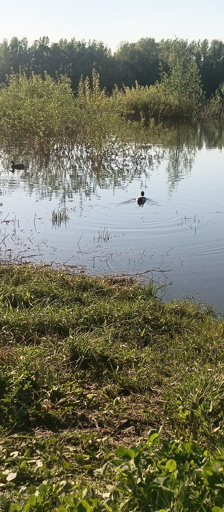 The image shows a body of water, possibly a pond or lake, with two birds swimming in it. The water is still and reflects the trees and bushes on the opposite bank. The shoreline in the foreground is covered with grass and some bare patches of earth. The location appears to be a natural area, possibly a park or wildlife reserve, but the specific city and location are unknown. The time of day appears to be morning or early afternoon, based on the lighting.