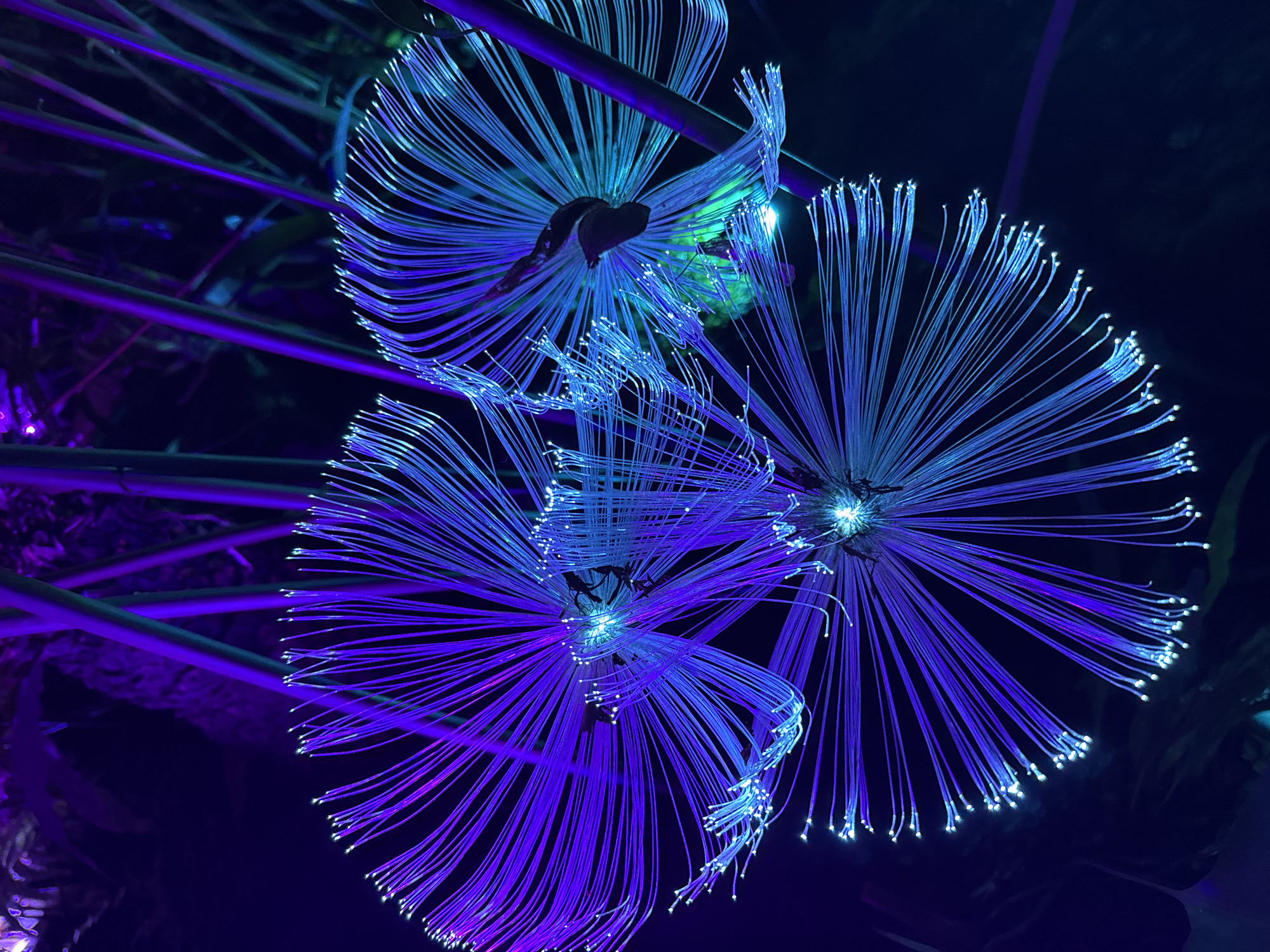 This image presents a captivating nighttime scene featuring three intricately designed fiber optic light sculptures, creating an ethereal and artistic display. Each sculpture resembles an abstract dandelion or an exploding starburst, with numerous thin, flexible fibers radiating outwards from a central point. These fibers glow with vivid shades of electric blue and luminous purple, and distinct, small white light points are visible at the very tips of many strands.
The sculptures are arranged dynamically across the frame, with one prominent in the upper-left, another towards the middle-right, and the third in the lower-left. The central core of at least two of these pieces appears to be a darker, organic-like structure, possibly a dried seed pod or natural material, from which the luminous fibers emerge. Some fibers exhibit gentle curves, enhancing the fluid and organic impression of the display.
The background is deeply dark, confirming the nighttime setting, which allows the brilliant, artificial illumination of the sculptures to be the focal point. Subtle, blurred shapes in the background suggest surrounding foliage or indistinct architectural elements, faintly touched by the same purple light hues. Straight, glowing purple lines are also visible diagonally in the background, likely part of the installation's structural supports or additional decorative lighting.
The overall impression is one of modern artistry and intricate design, characteristic of a public light installation, garden festival, or resort decor. The absence of people and explicit activity places the emphasis solely on the visual experience of the illuminated objects. The provided location context is Baan Lipa Noi, Thailand. No visible text is present in the image.