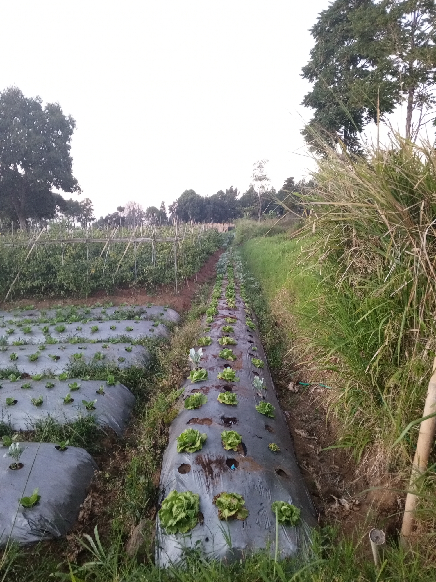 The image depicts a farm field in Watagoda, Sri Lanka, under an overcast sky. The foreground features rows of young lettuce plants growing on raised beds covered with black plastic mulch. The plants are small and green, with some appearing as tight heads of lettuce. In the middle ground, there are more rows of lettuce, also on mulched beds. Beyond the lettuce field, there is a trellis structure supporting a crop that appears to be tomatoes, with green foliage visible. The background consists of trees and vegetation, with a dense stand of tall grass to the right of the image. The ground is covered with soil and some scattered dry leaves and debris. There are no people visible in the image.