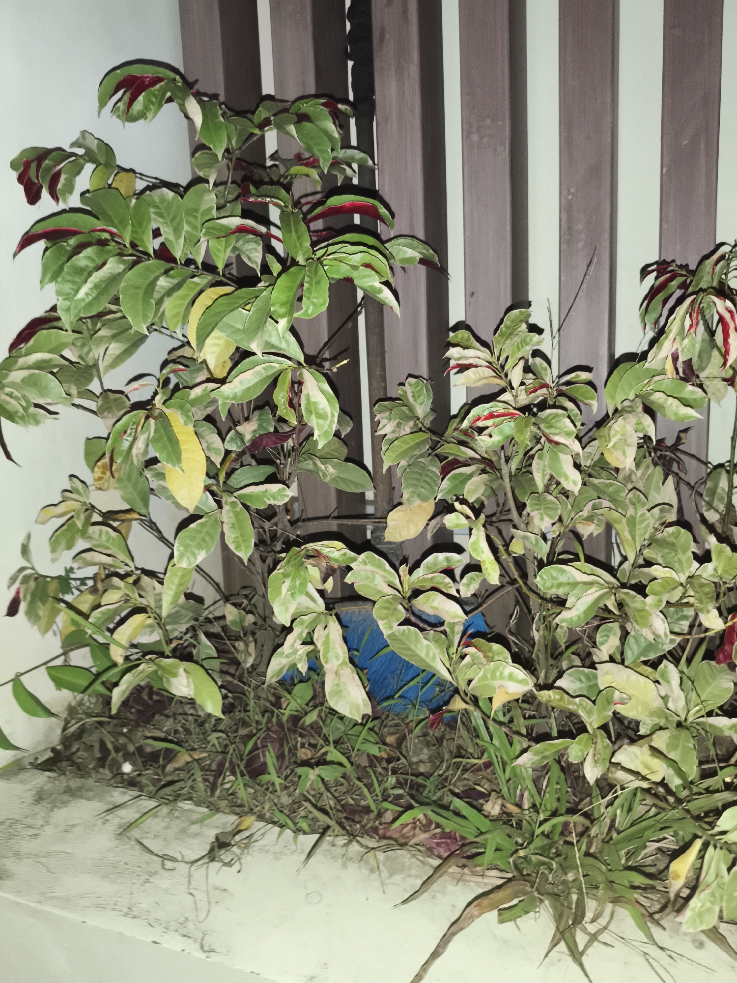 A potted plant with variegated green and white leaves, some with red edges, sits against a wooden slatted background. The plant appears to be in an outdoor setting, possibly a garden or patio. The ground around the plant is covered with dry leaves and grass. The overall lighting suggests it might be evening or an overcast day. There are no people or animals visible in the image. The location is identified as Samarinda, Indonesia.