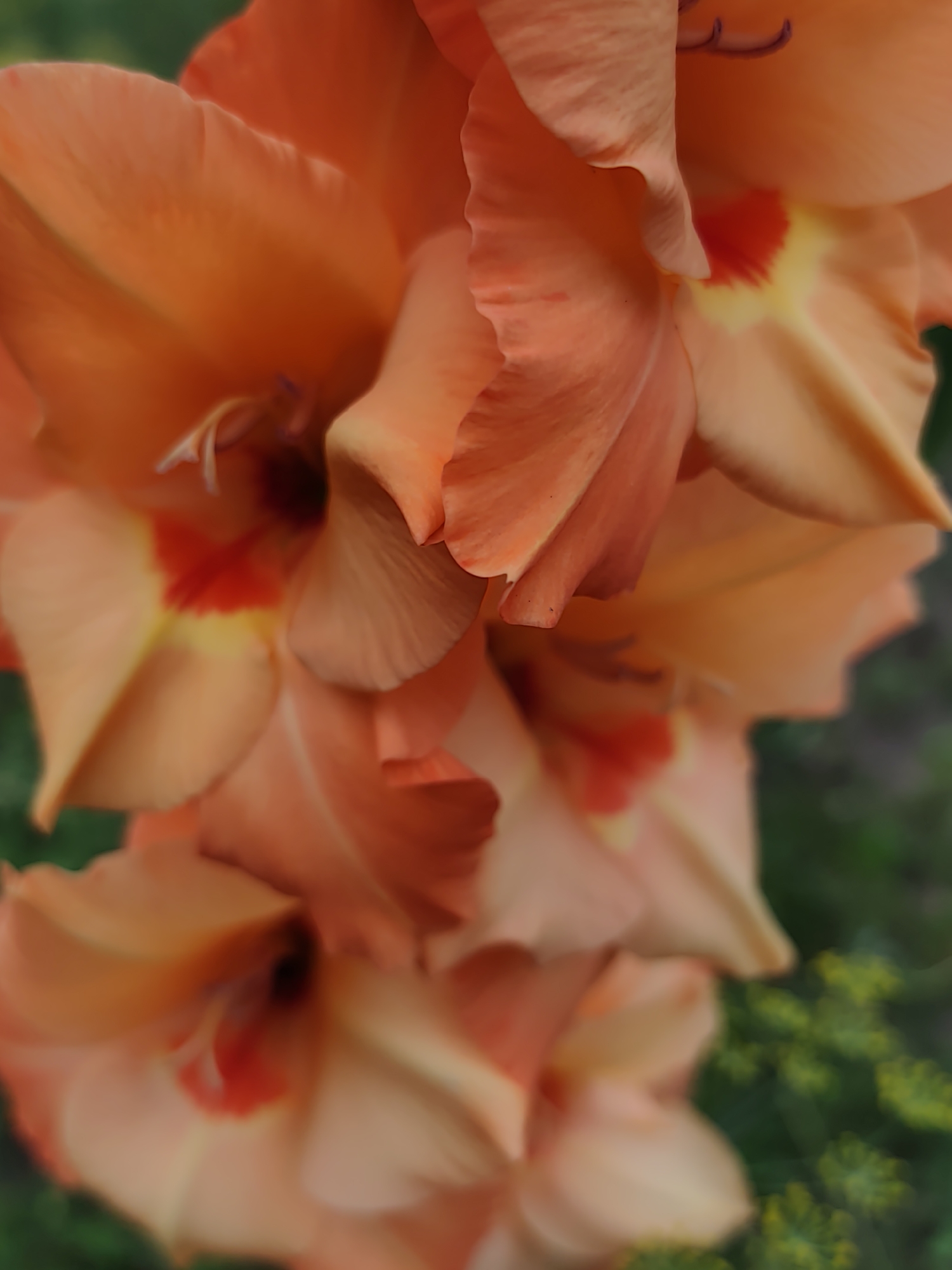 A close-up, vertically oriented shot showcases the delicate petals of multiple peach-colored gladiolus flowers. The flowers are arranged in a cascading manner, with the top bloom being the most in focus. Each petal exhibits soft, flowing lines and a slightly wavy texture, with subtle color variations ranging from a pale peach to a deeper orange. The center of each flower features a prominent splash of vibrant red, surrounded by a halo of bright yellow, creating a striking contrast. Fine, white stamen are visible peeking out from the depths of the blooms.
The background is softly blurred, revealing a muted green foliage and hints of small, yellow wildflowers, suggesting an outdoor natural setting. The lighting appears to be soft and diffused, casting gentle shadows and highlighting the rich colors of the gladiolus. The image does not contain any people or evidence of human interaction.
The scene is located in the area of Бараўлянскі сельскі Савет, Belarus, and the flowers are likely growing in a garden or natural landscape within this administrative region.