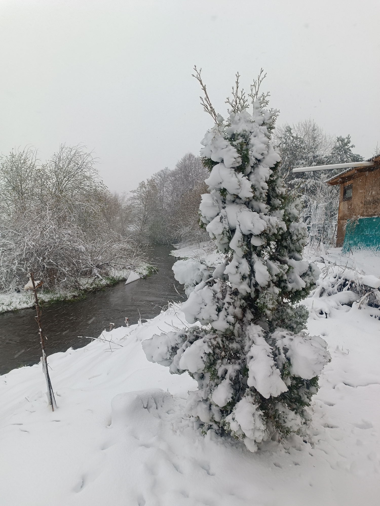 The image depicts a snow-covered landscape in Motyakovo, Russia. A small river flows through the scene, flanked by trees and bushes also laden with snow. A coniferous tree in the foreground is heavily blanketed with snow. A dilapidated building with a turquoise painted section is visible in the background. The overall scene suggests a cold, winter day with active snowfall. No people are visible in the image.