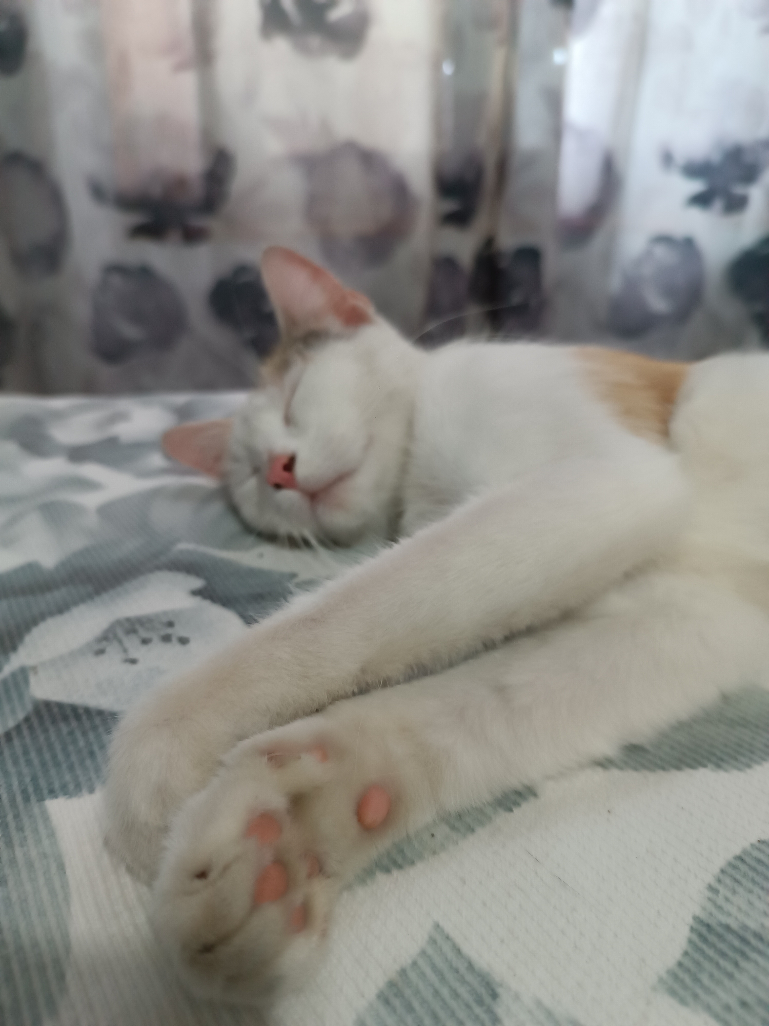 A white and orange cat is sleeping on a patterned surface. The cat's eyes are closed, and its nose is pink. Its front paws are extended forward. The background consists of a blurry curtain with a floral pattern. The scene appears to be indoors, possibly in a residential setting. No specific location in Viadana, Italy can be determined from the image.