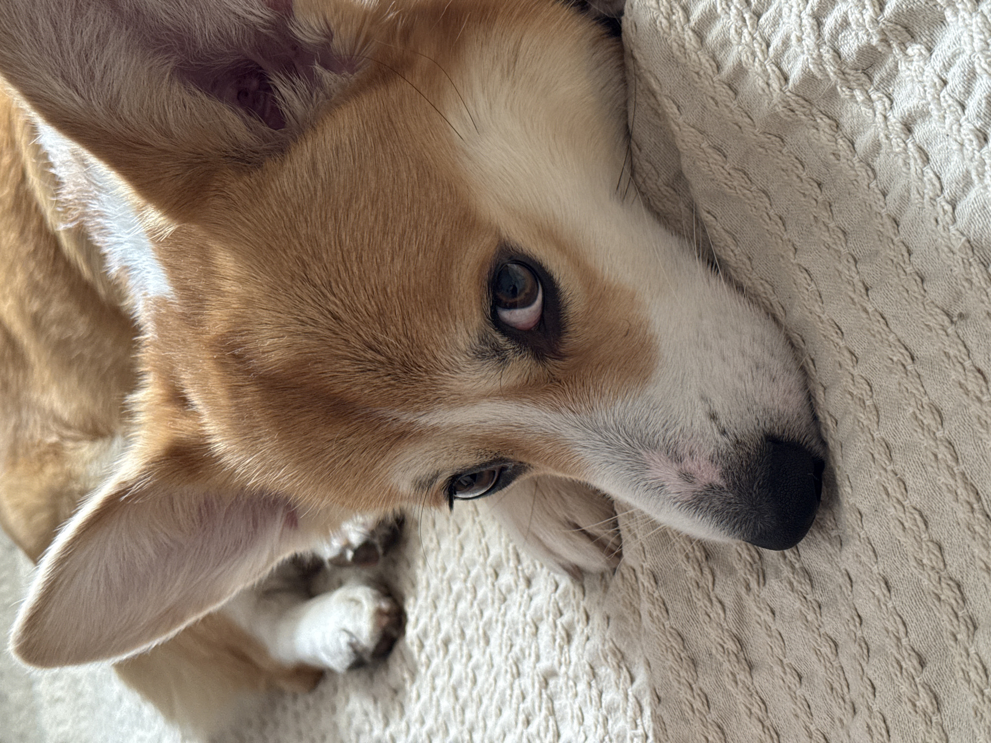 A close-up shot shows a corgi dog lying on a textured, cream-colored surface. The dog's head is angled towards the lower right corner of the frame, with its black nose almost touching the surface. The dog's fur is a mix of reddish-brown and white. One ear is visible on the left side, pointing upward, while the other is partially obscured. The dog's eyes are open and looking slightly upward. The background is blurred, suggesting a shallow depth of field. There is no information to suggest the location is Borzya, Russia.