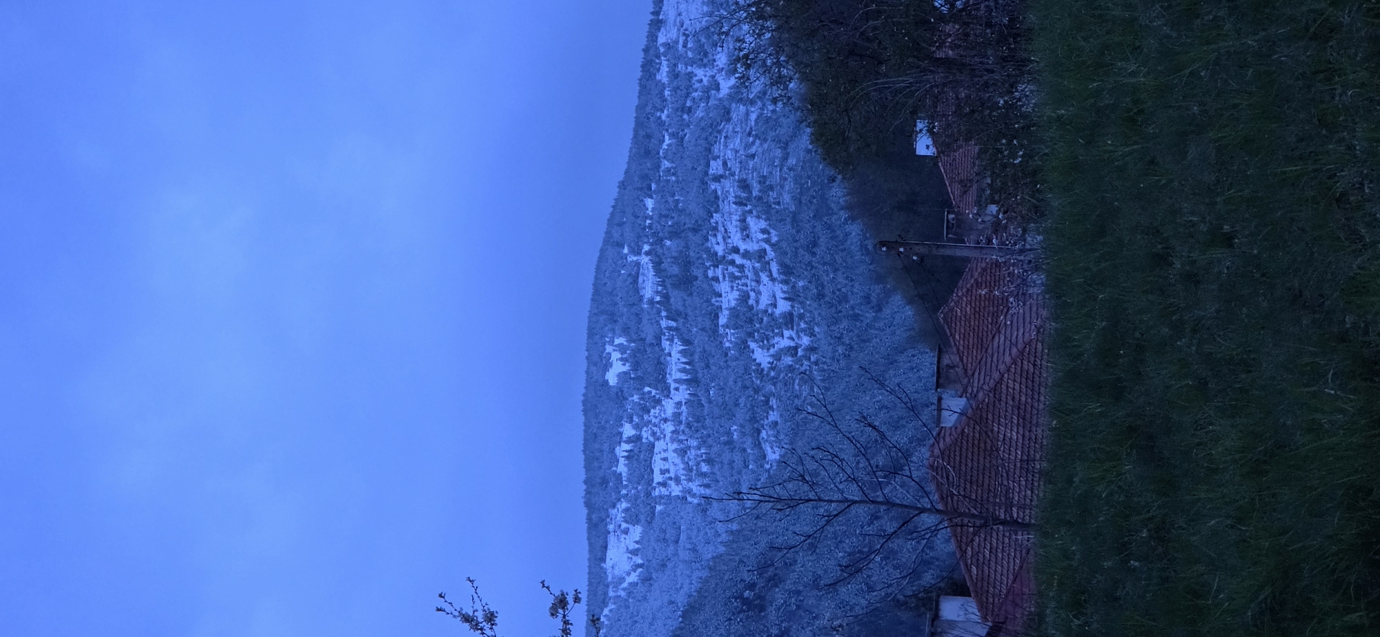 The image depicts a tranquil, low-light landscape in Breze, Bulgaria, likely captured during either dawn or dusk, given the deep blue sky and dim illumination. The scene is oriented vertically (landscape rotated 90 degrees).
In the background, a large mountain range is visible, its slopes covered in a white blanket of snow, indicating winter or early spring conditions. The dense forest on the mountain appears dusted with snow, giving it a textured, blue-grey appearance. Above the mountain, the sky is a vast, uniform expanse of clear, deep blue.
The mid-ground features several elements that suggest human presence. A prominent, leafless tree stands, its bare branches reaching upwards. To the right, the reddish-brown tiled roofs of one or more buildings are visible, partially framed by dark green foliage and other trees. A utility pole with wires is also discernible near one of the roofs.
The immediate foreground on the right side of the image is dominated by lush, dark green grass, providing a contrasting color and texture to the snowy distant mountains. No people or specific activities are visible, contributing to the quiet, still atmosphere of the scene. There is no visible text within the image. The overall impression is one of serene cold, characteristic of a natural mountainous setting during low light conditions.
