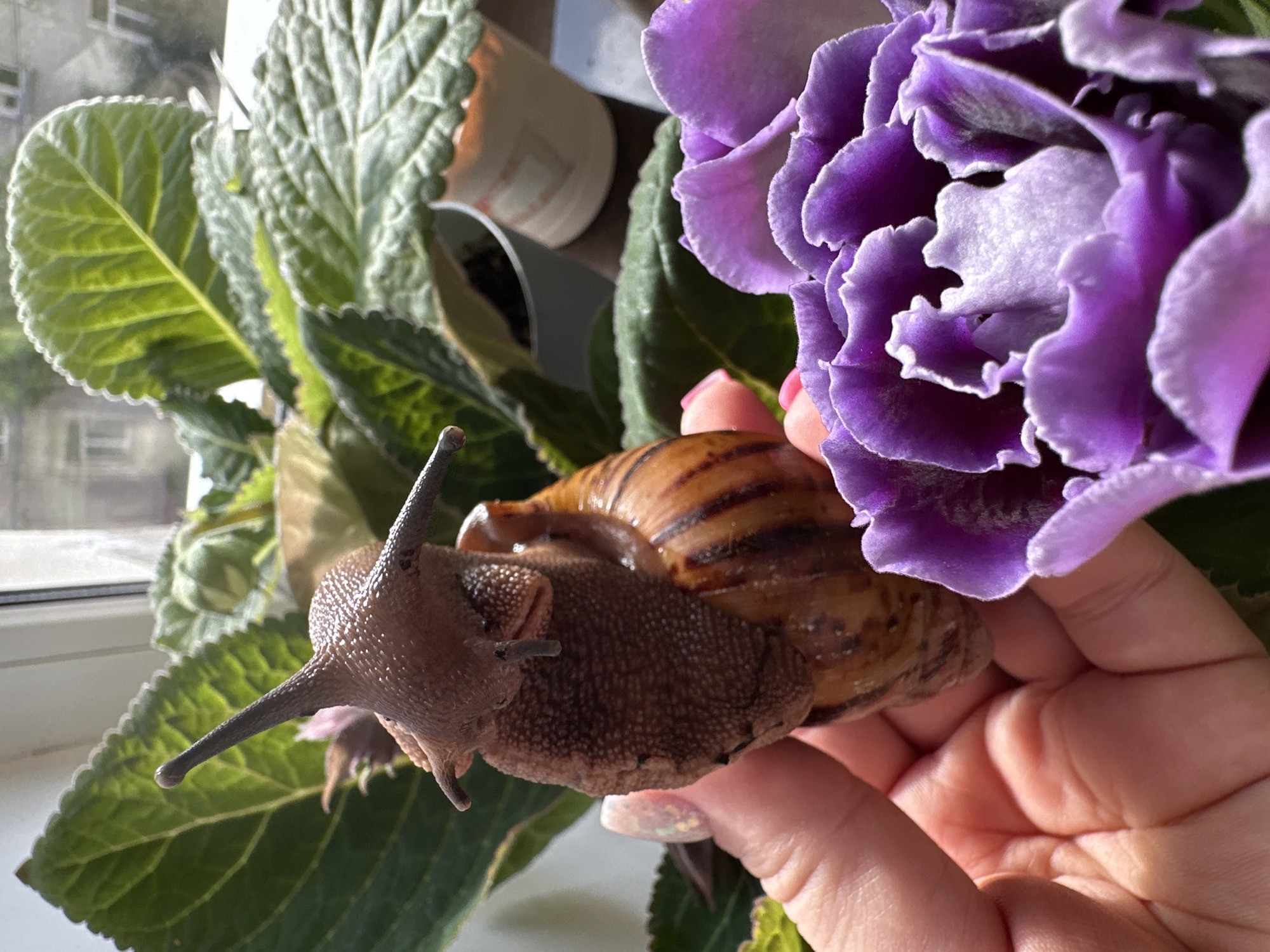 The image shows a hand holding a large snail near a potted plant with green leaves and a large purple flower. The snail has a brown body and a striped shell. The background includes a window with a view of a building, possibly in Omsk, Russia, given the query context.