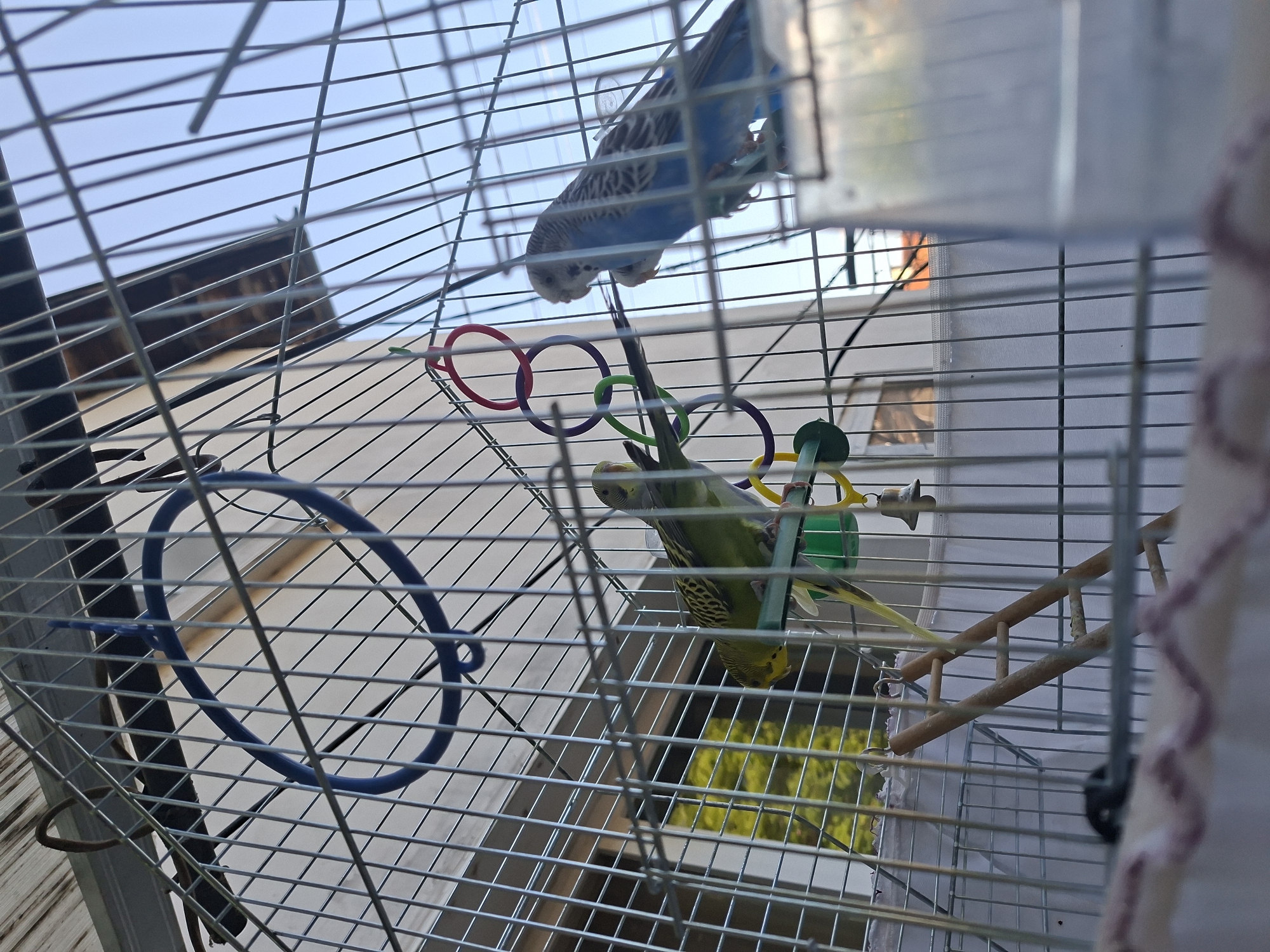 A low-angle, full shot captures two budgies inside a silver metal birdcage. The budgie on the left is predominantly green with yellow and black markings on its wings, perched on a green and yellow toy. The budgie on the right is blue and white, facing away from the camera, also perched on a toy. Several colorful plastic rings are attached to the cage bars, along with a small bell. A wooden ladder is positioned in the lower left of the frame. The background shows a white wall and a glimpse of greenery through the cage, suggesting an outdoor or semi-outdoor setting. The lighting indicates it is daytime.