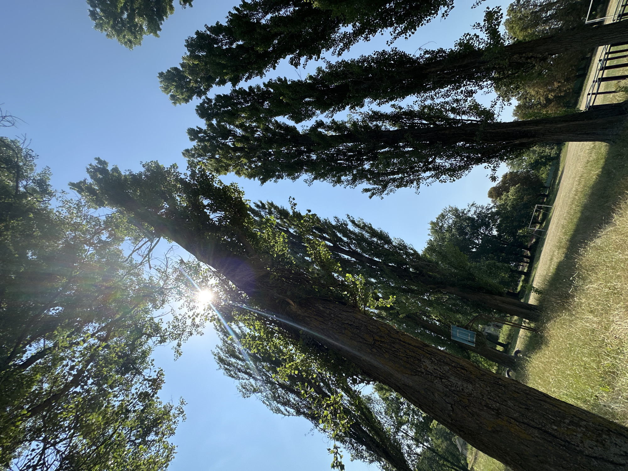The image depicts a low-angle view of tall, slender trees against a clear blue sky. Sunlight streams through the branches, creating lens flares. In the background, a grassy field is visible, with what appears to be a soccer goal in the distance. A wooden structure, possibly a basketball hoop, is also present. The overall impression is of an outdoor recreational area.