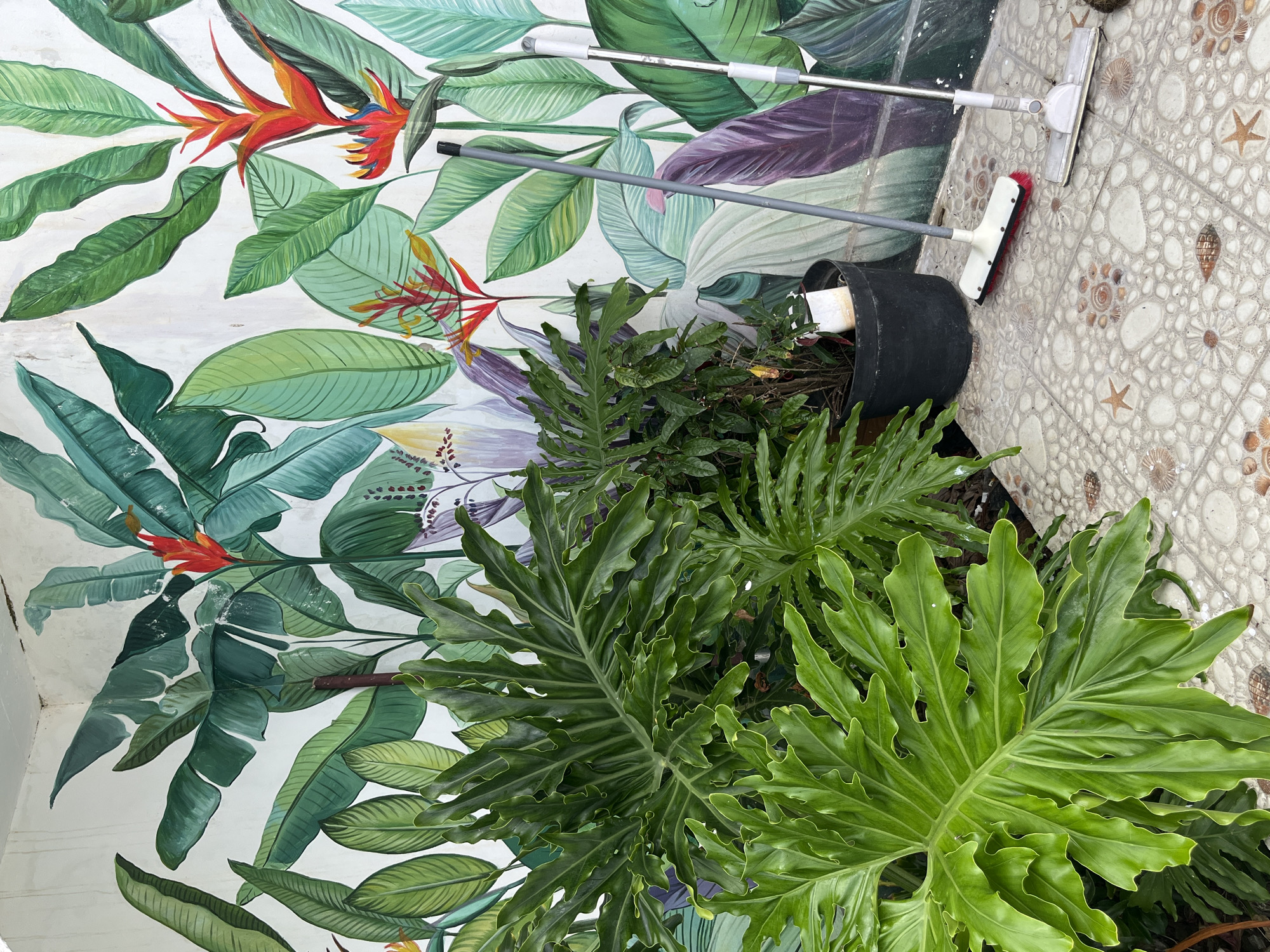 In Kuta Selatan, Indonesia, a vibrant mural of tropical foliage adorns an outdoor wall, featuring large green leaves and bright red and orange heliconia flowers. In the foreground, lush green potted plants with deeply lobed leaves partially obscure the mural. To the right, on a tiled floor decorated with shells and starfish patterns, stand two cleaning tools: a broom with a red and white brush and a mop with a white mop head. The scene suggests a well-maintained outdoor area, possibly a patio or veranda.