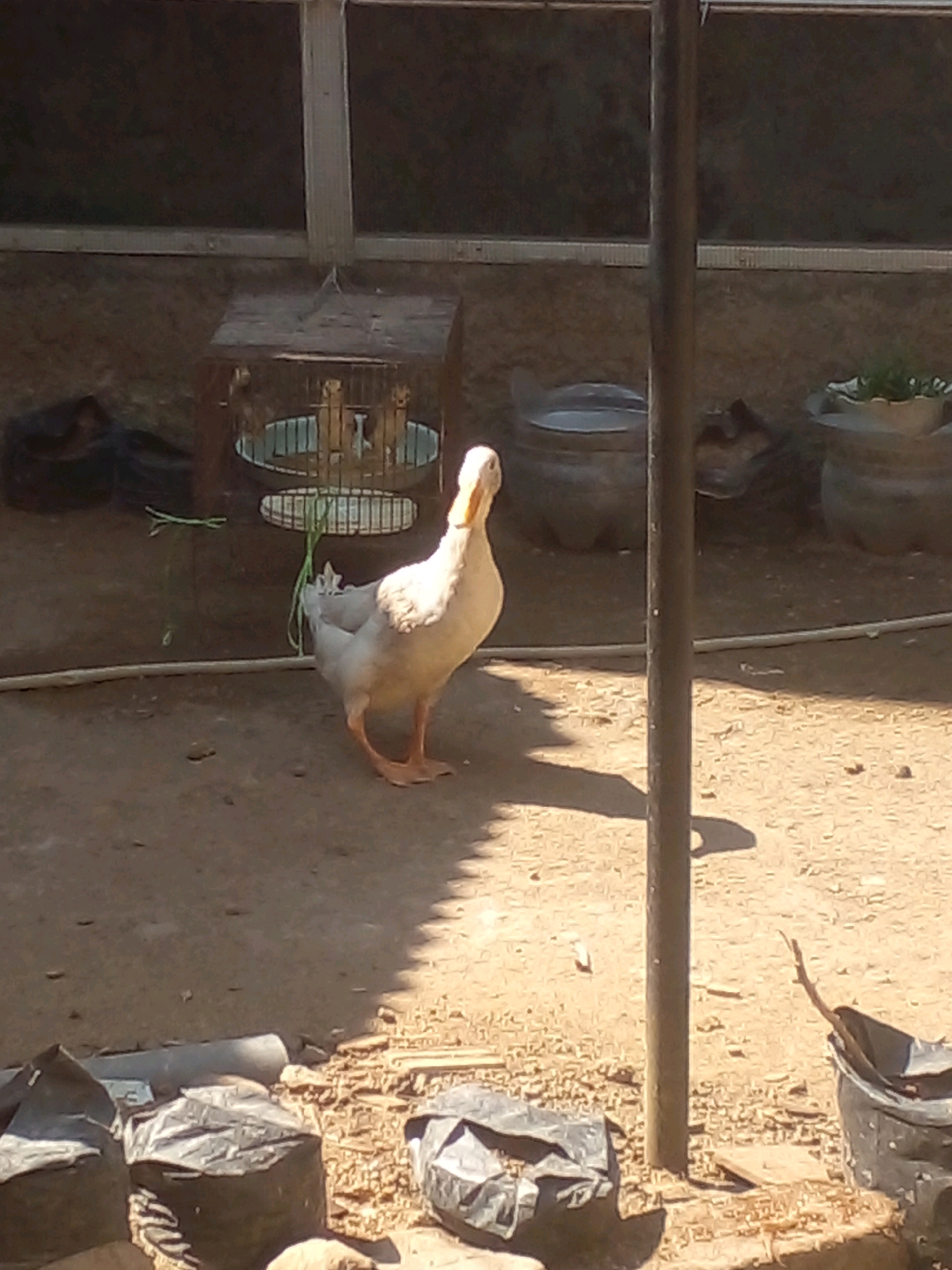 A pale duck stands on dry, sandy ground in front of a metal cage containing at least three small, light-colored birds. The duck, facing right, has its head turned towards the left. Its body is predominantly white with some light brown markings. It is a sunny day, casting shadows on the ground, including a distinct shadow of the duck and a vertical pole situated to the right of the duck. In the background, there are various objects including what appears to be a partially covered structure with a wooden roof over the cage, black plastic bags, and large, round planters. The overall environment seems to be an outdoor enclosure, possibly a yard or farm area. The location is specified as Peron, Indonesia.