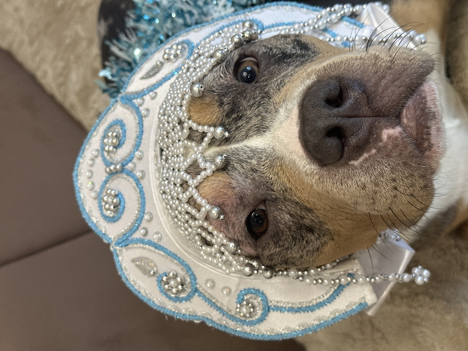 A domestic dog is depicted in a close-up, headshot view within an indoor setting. The dog exhibits a merle coat pattern with patches of grey, tan, and white fur, dark eyes, and a prominent dark snout. It wears an elaborate white headpiece, stylistically resembling a Russian kokoshnik, featuring light blue embroidered trim, silver-colored decorative elements, and multiple strings of pearls forming a fringe across the forehead and draping along the sides of its face. A blurred light blue tinsel-like decoration is partially visible to the upper right of the dog's head. The dog is looking directly forward towards the camera. The background is indistinct, showing a blurred warm brown upholstered surface. No specific geographical markers are present within the image to determine a location within Saint Petersburg, Russia.