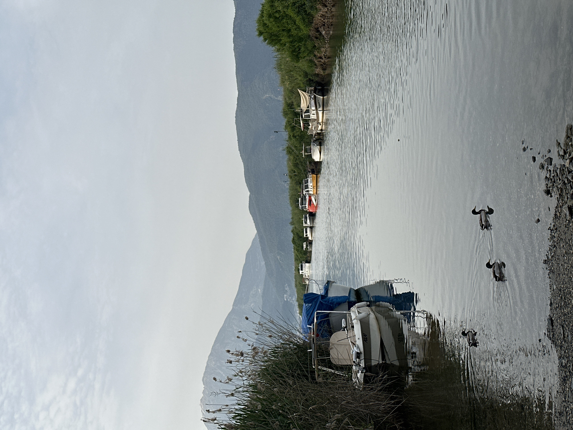 The image depicts a canal in Fethiye, Turkey, with boats moored along one bank. The canal water is gray, reflecting the overcast sky. There are three ducks swimming in the canal. One bank is lined with reeds and some rocks. In the distance is a mountain shrouded in haze. Boats are parked in a row along one bank of the canal.
