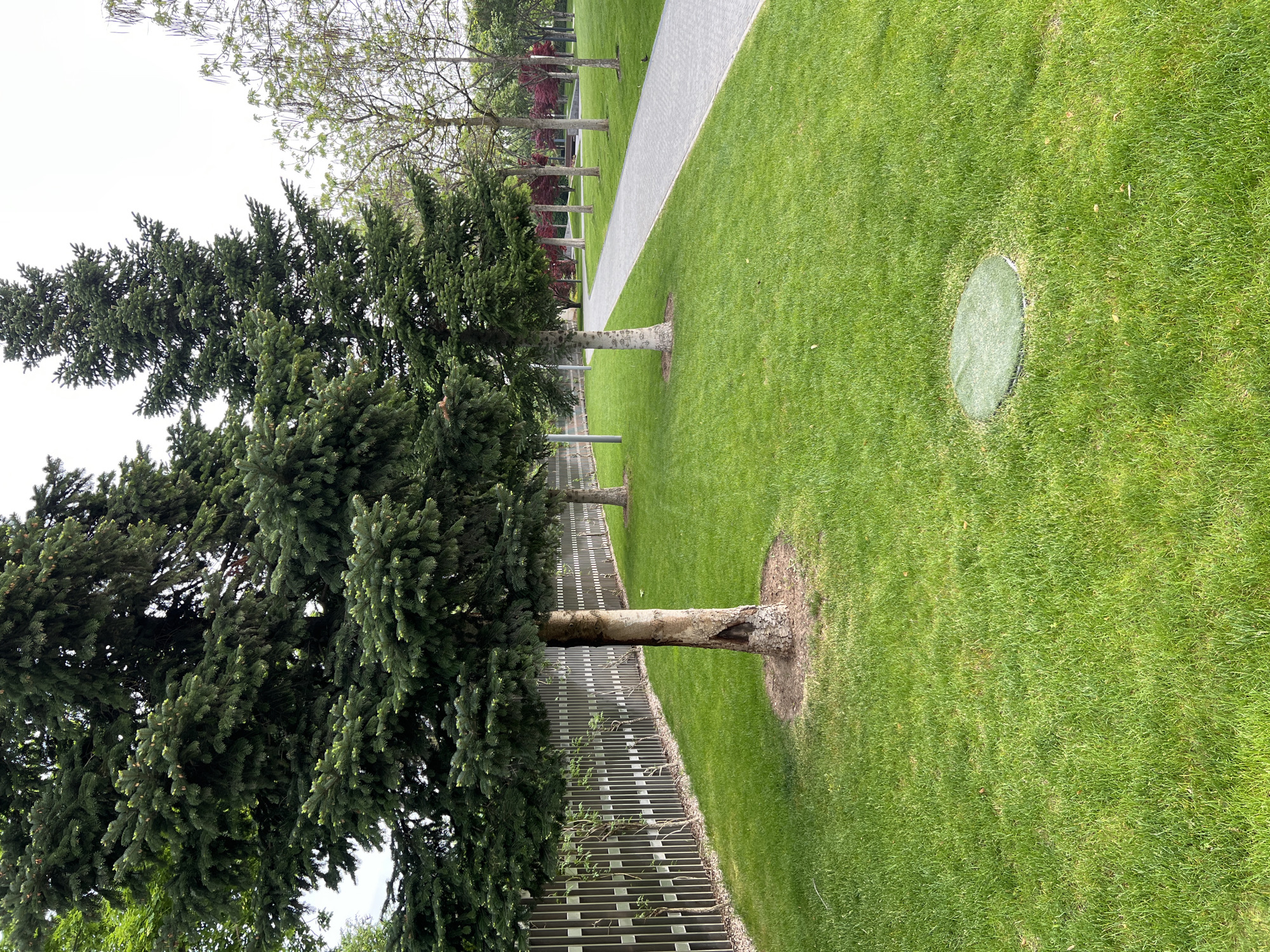 The image shows a park scene in Krasnodar, Russia. A gray paved path runs diagonally from the top right to the mid-left of the frame. Lush green grass covers the area to the right of the path. A circular maintenance access point with a green cover is visible in the grass. A row of evenly spaced trees, mostly evergreen, borders the left side of the path. Some trees have lighter-colored bark. A gray fence runs alongside the trees. The sky is overcast.