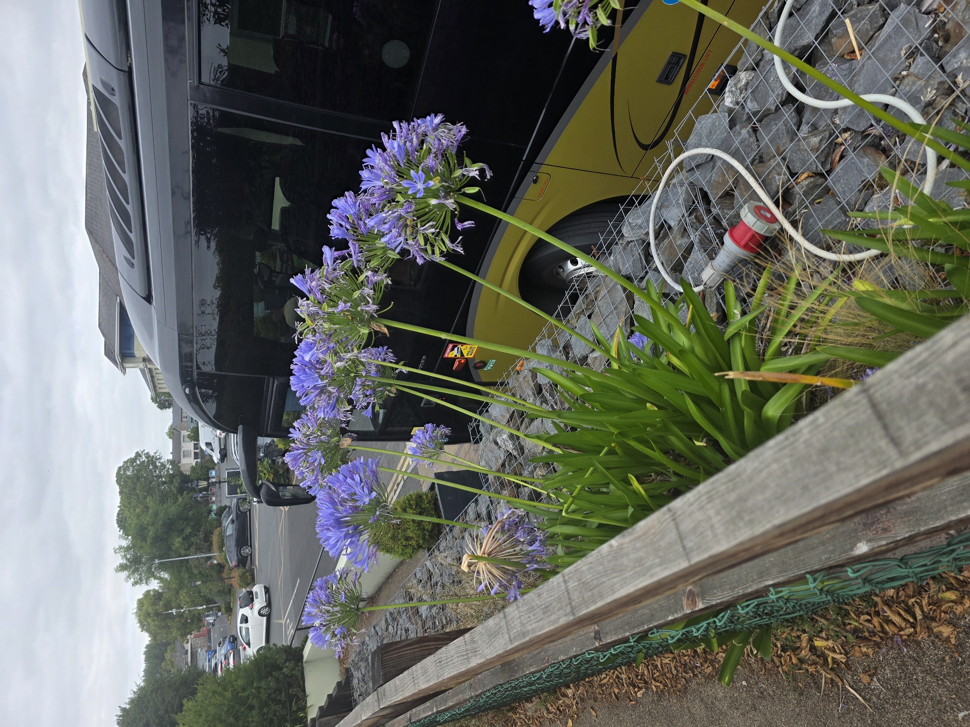In Maynooth, Ireland, a coach bus with a black upper section and a yellow lower section is parked next to a gabion wall filled with gray stones. In the foreground, a wooden fence with green wire mesh fencing runs along the left side of the image. Growing between the fence and the gabion wall are several stalks of Agapanthus flowers, with their characteristic spherical clusters of blue-purple blooms. One of the Agapanthus flower heads is withered and dry. A white coiled hose with a red and gray connector lies on top of the gabion wall, near the bus. The bus has tinted windows and the text "WHEELCHAIR LIFT" is visible on its side. In the background, a parking lot is visible with several cars, including a white hatchback. The sky is overcast.