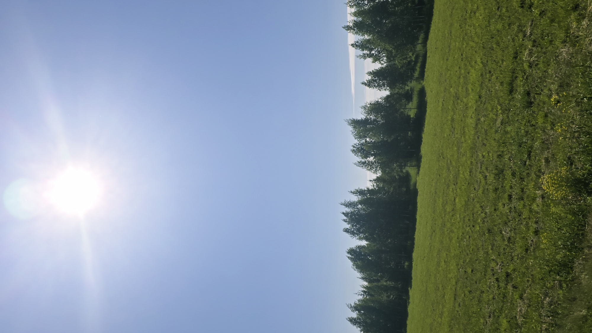 The image depicts a bright, sunny day with a clear blue sky dominating the upper half of the frame. The sun, positioned in the top left corner, is the primary light source, casting a lens flare and creating a hazy effect. Below the sky, a line of green trees forms a dense forest or grove, stretching horizontally across the middle of the image. The trees have a full canopy of leaves and appear to be swaying slightly, suggesting a gentle breeze. In the foreground, a lush green meadow or field extends towards the viewer. The grass is a vibrant green, with some patches of dry grass and a few small yellow wildflowers visible at the bottom of the frame. The overall scene is one of natural beauty and tranquility, characteristic of a rural or semi-rural environment. The location is stated to be in the city of Актюбинский, Russia.