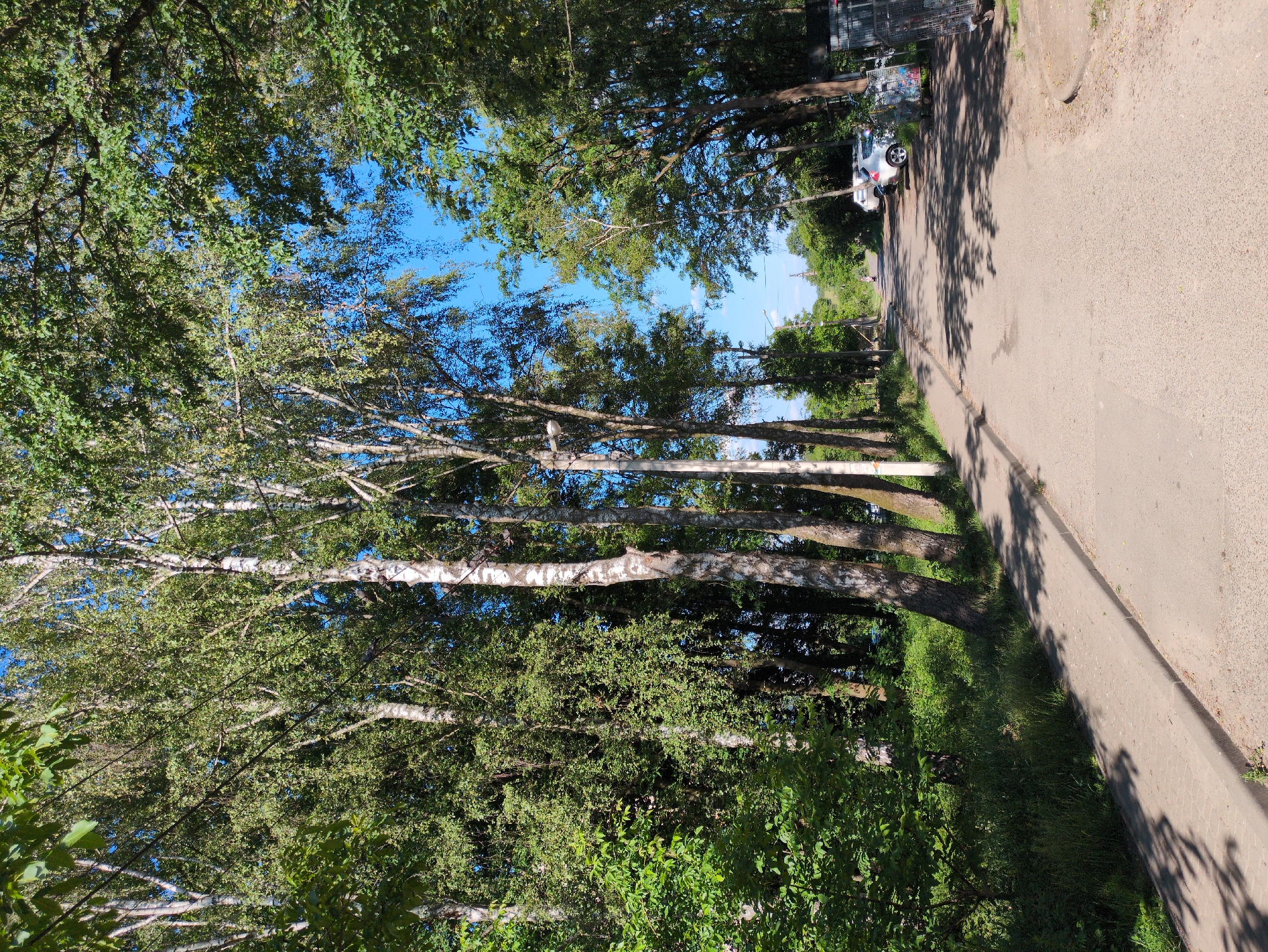 An eye-level, vertical, medium shot captures a paved road lined with trees and a sidewalk on the left. The road is empty except for a few parked cars in the distance on the right. The trees are lush and green, with a clear blue sky visible between their branches. The sun casts shadows on the road and sidewalk. The scene appears to be a quiet, suburban street or park area.