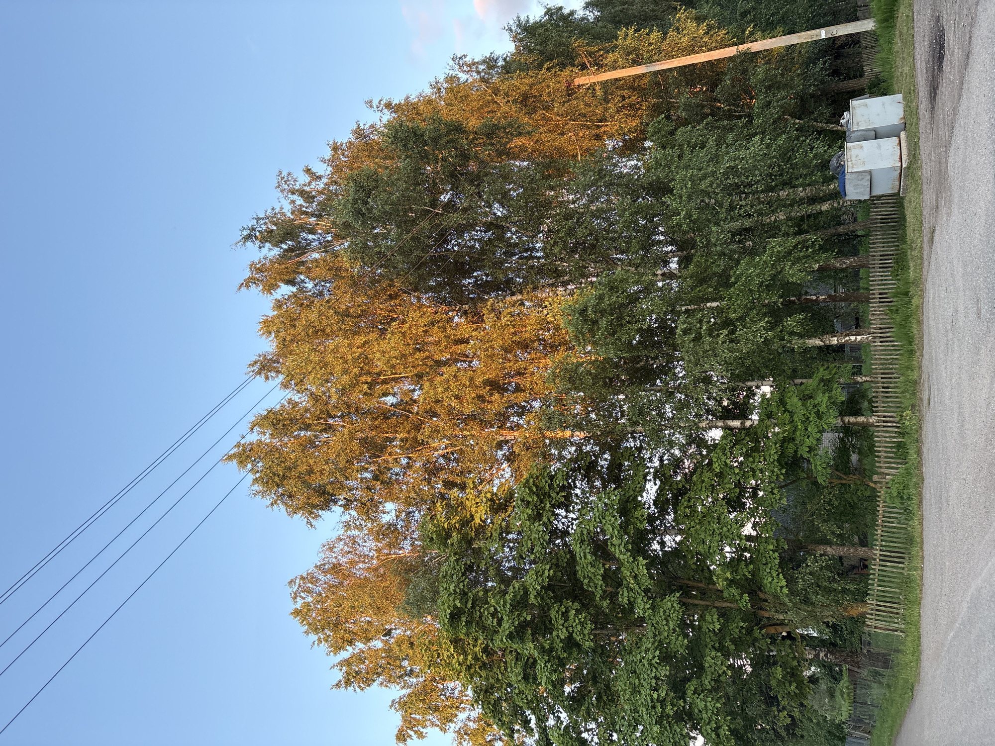 The image depicts a rural scene under a clear blue sky with a few wispy clouds. A cluster of trees, predominantly birch and a large deciduous tree, dominate the midground. The foliage of the birch trees is illuminated by the warm, golden light of what appears to be late afternoon or early evening sun, creating a striking contrast with the darker green leaves of the deciduous tree in the foreground left. Several power lines are visible crisscrossing the sky above the trees. A rustic wooden fence runs horizontally across the lower portion of the image, separating a gravel road on the left from a grassy area. In the right midground, two light-colored industrial-style bins, one slightly behind the other, are situated on a concrete base. A utility pole stands to the right of the bins. In the background, behind the trees and fence, glimpses of buildings can be discerned, suggesting a settlement. The overall impression is one of a tranquil, possibly secluded, rural environment in Відзаўскі сельскі Савет, Belarus, characterized by natural elements and basic infrastructure. There are no people or animals visible in the frame.
