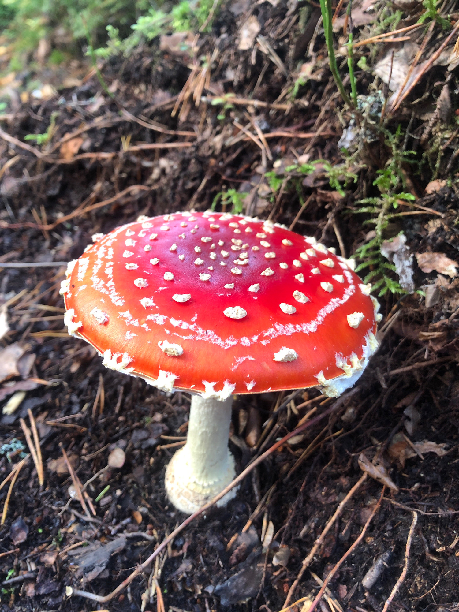 A single, vibrant red mushroom with white speckles sits on the forest floor. The mushroom, a classic Fly Agaric (Amanita muscaria), has a wide, convex cap and a sturdy white stalk. The surrounding environment is characteristic of a forest floor, with dark, rich soil, scattered pine needles, fallen leaves, and patches of green moss. The lighting suggests it's daytime, with natural light filtering through the trees. There are no people or animals visible in the frame. The image is a close-up, focusing solely on the mushroom and its immediate surroundings. The exact location within the city of Arfa, Russia, cannot be determined from the visual information provided.