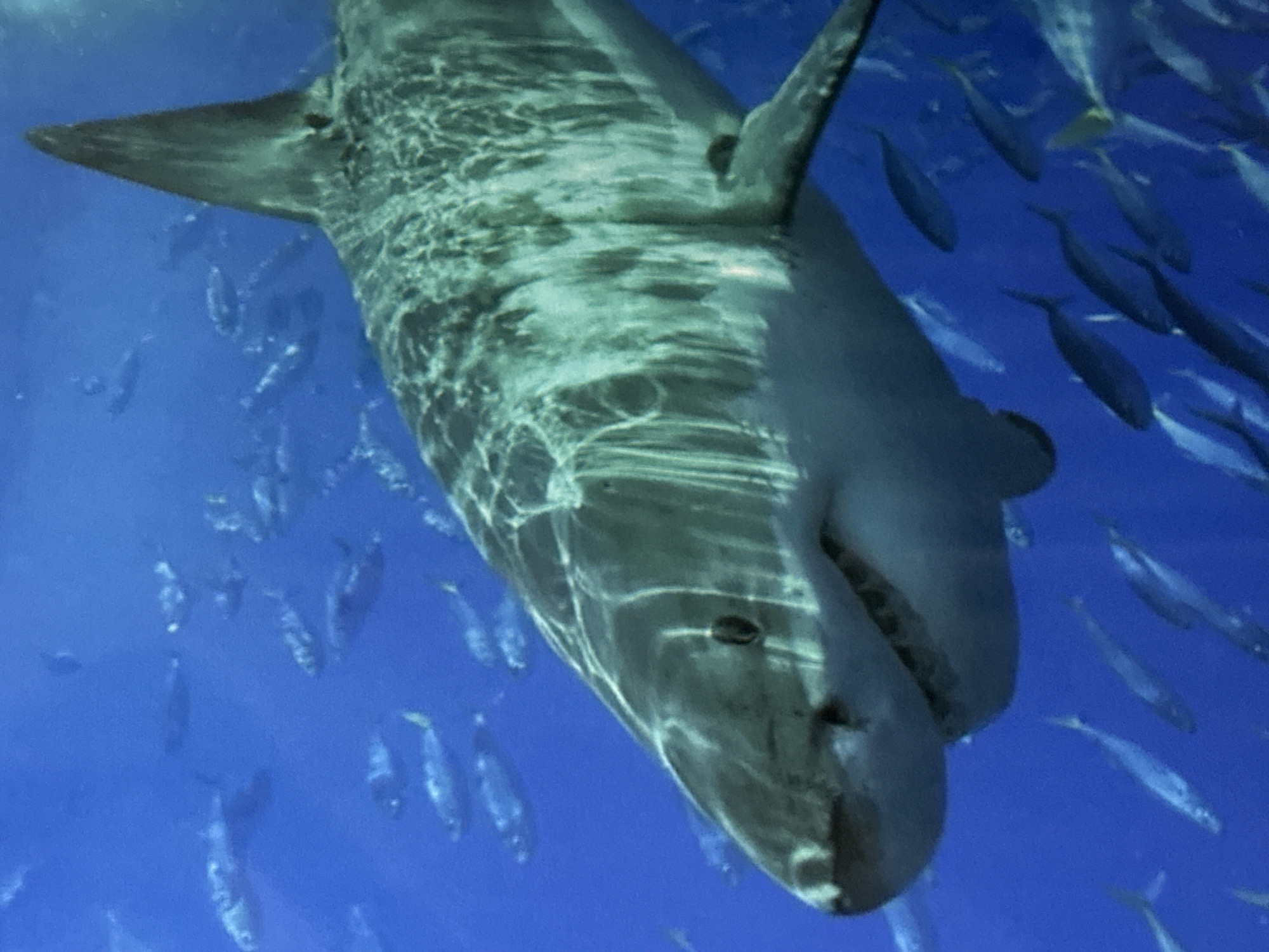 A shark swims in blue water among many smaller fish. The image appears to be taken at an aquarium. Although not explicitly stated in the prompt, the image may depict a scene from the Davao City, Philippines aquarium.