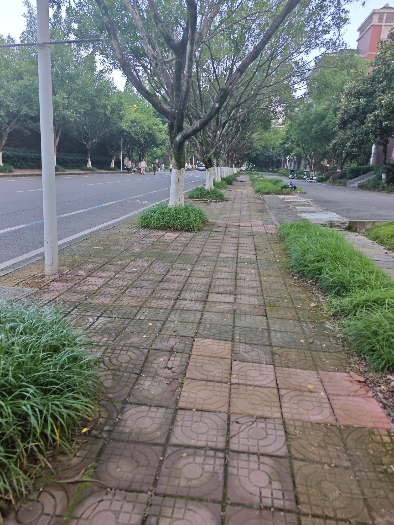 The image depicts a tree-lined sidewalk in the Chongqing High-tech Zone, China. The sidewalk is paved with square tiles of varying colors, some of which are stained or weathered. Lush green grass grows in clumps along the edge of the sidewalk and in circular beds around the base of the trees. A paved road runs alongside the sidewalk, with a white line and a blue line marking lanes. Several people are walking on the sidewalk in the distance, and a few electric scooters are parked on the side of the road. The trees have distinctive white-painted trunks, a common practice in urban landscaping. In the background, buildings are visible, including a multi-story structure with a reddish facade. The overall impression is that of a well-maintained urban environment, likely a university campus or a park area.