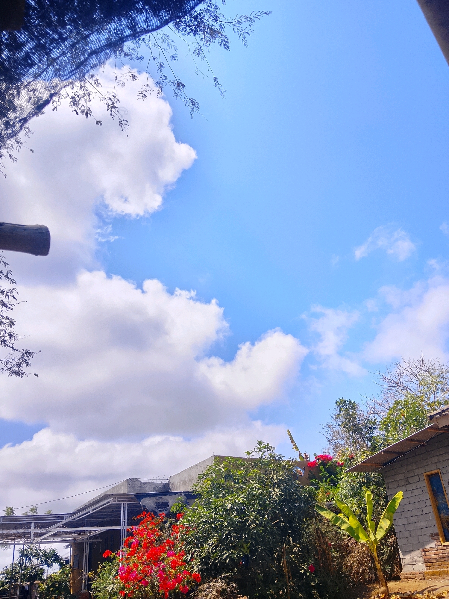 A low-angle outdoor shot captures a bright blue sky with scattered white clouds. In the foreground, framing the top left, is a dark, mesh-like structure with branches and leaves casting a shadow. Below this, a thick, textured wooden pole juts into the frame from the left.
The middle ground is filled with lush green foliage and vibrant red flowers. Various trees and bushes are visible, with some bearing bright red blossoms. Structures resembling buildings with corrugated metal roofs are partially visible behind the vegetation. To the right, a small, gray brick building with a slanted metal roof and a wooden-framed window is prominent. A young banana plant stands in front of this structure. The scene appears to be set in a rural or semi-rural area, possibly a residential yard or garden. The lighting suggests it is daytime, likely with bright sunlight.